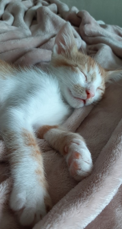 힘찬이와 무럭이 입양 일주일