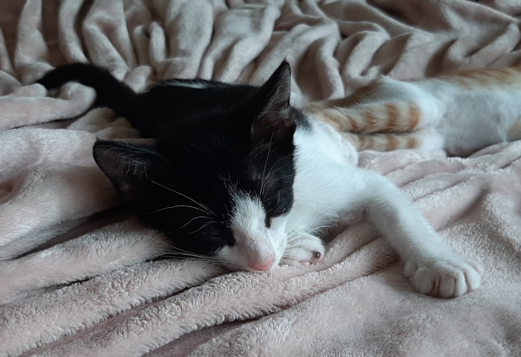 힘찬이와 무럭이 입양 일주일