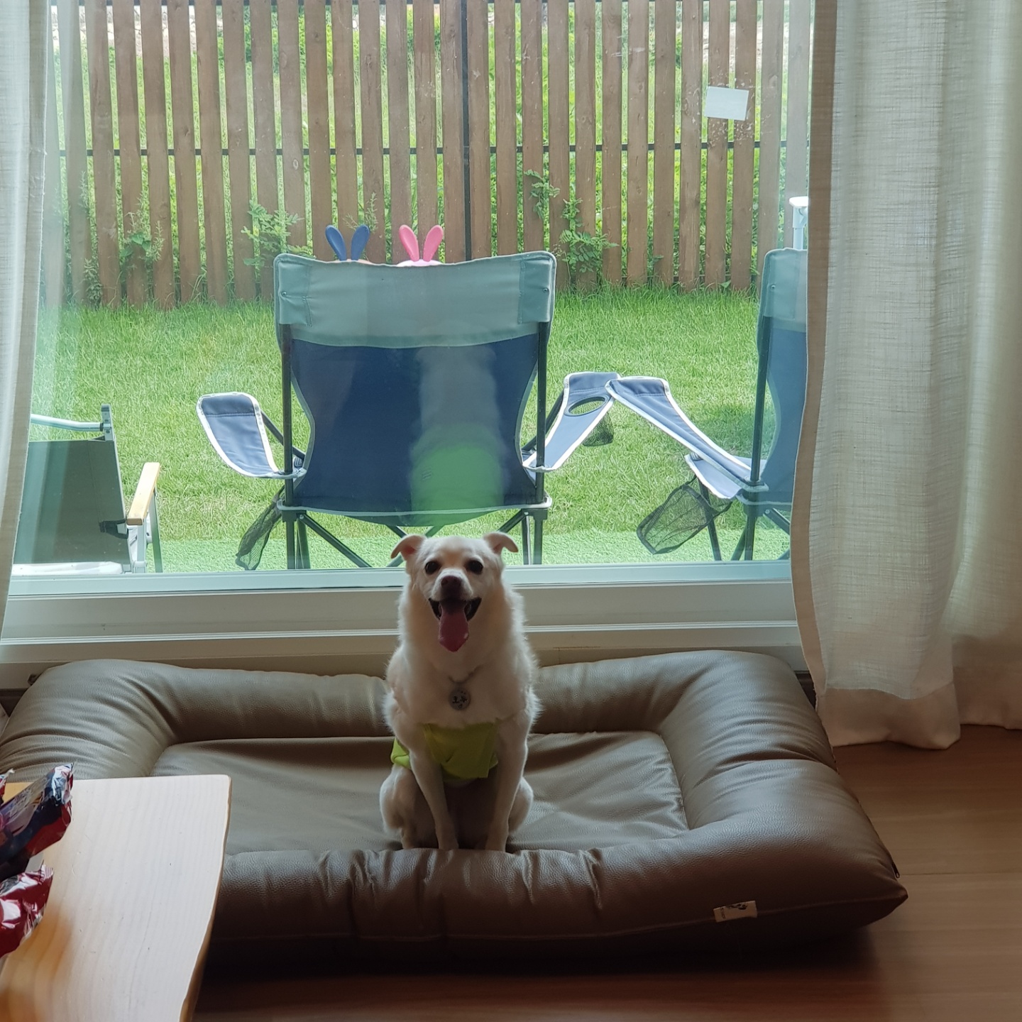 호두(데이지) 첫 여행일기