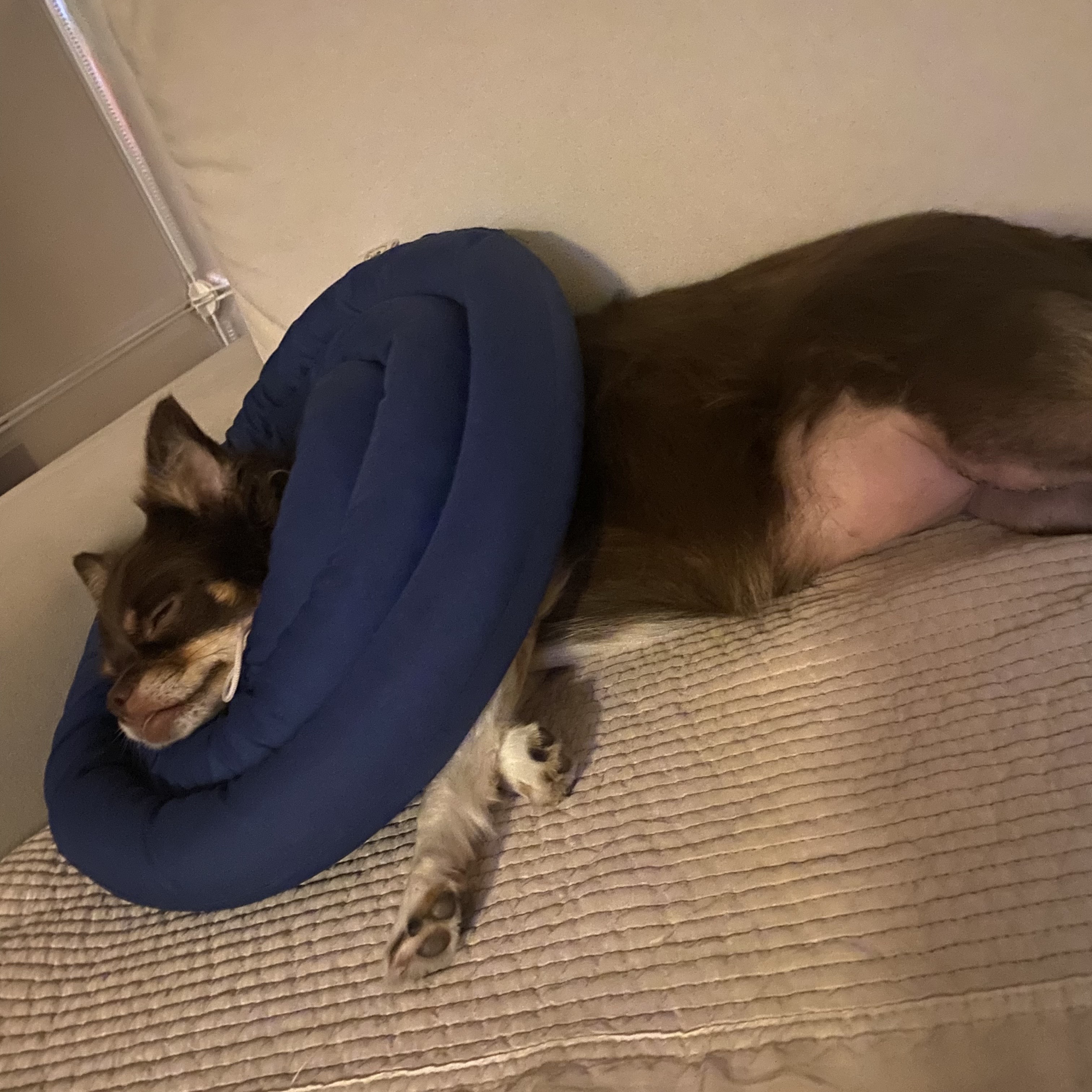 평택 치와와 노을 최신 근황