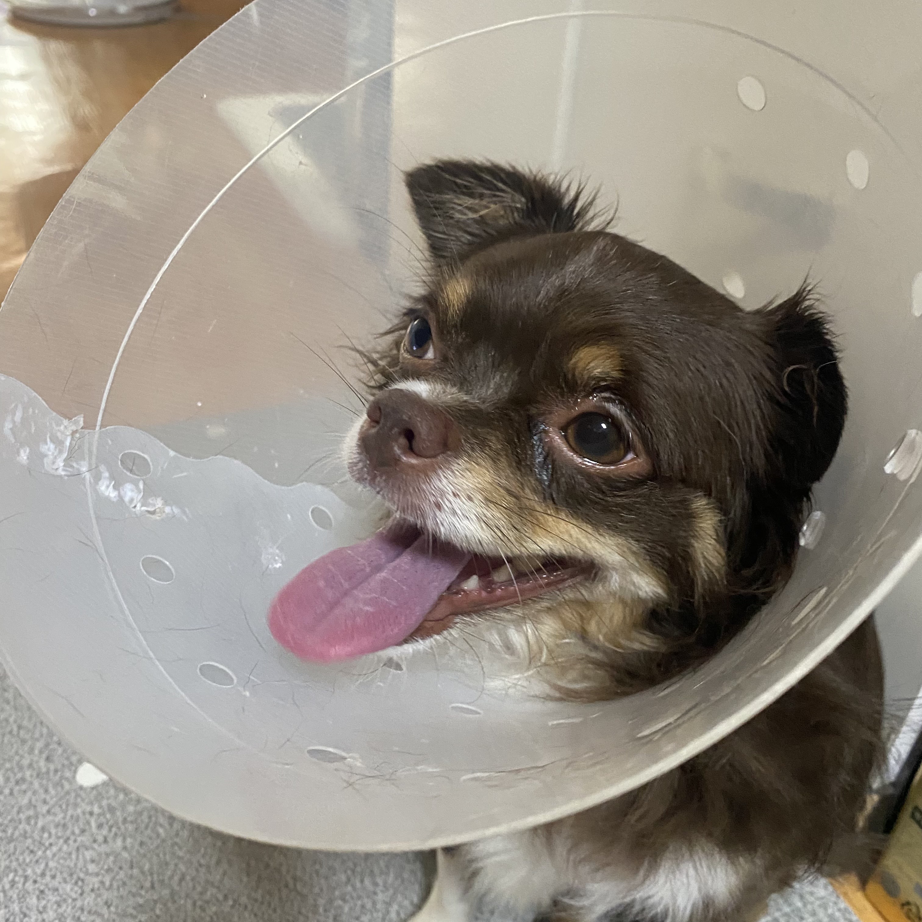 평택 치와와 노을 최신 근황