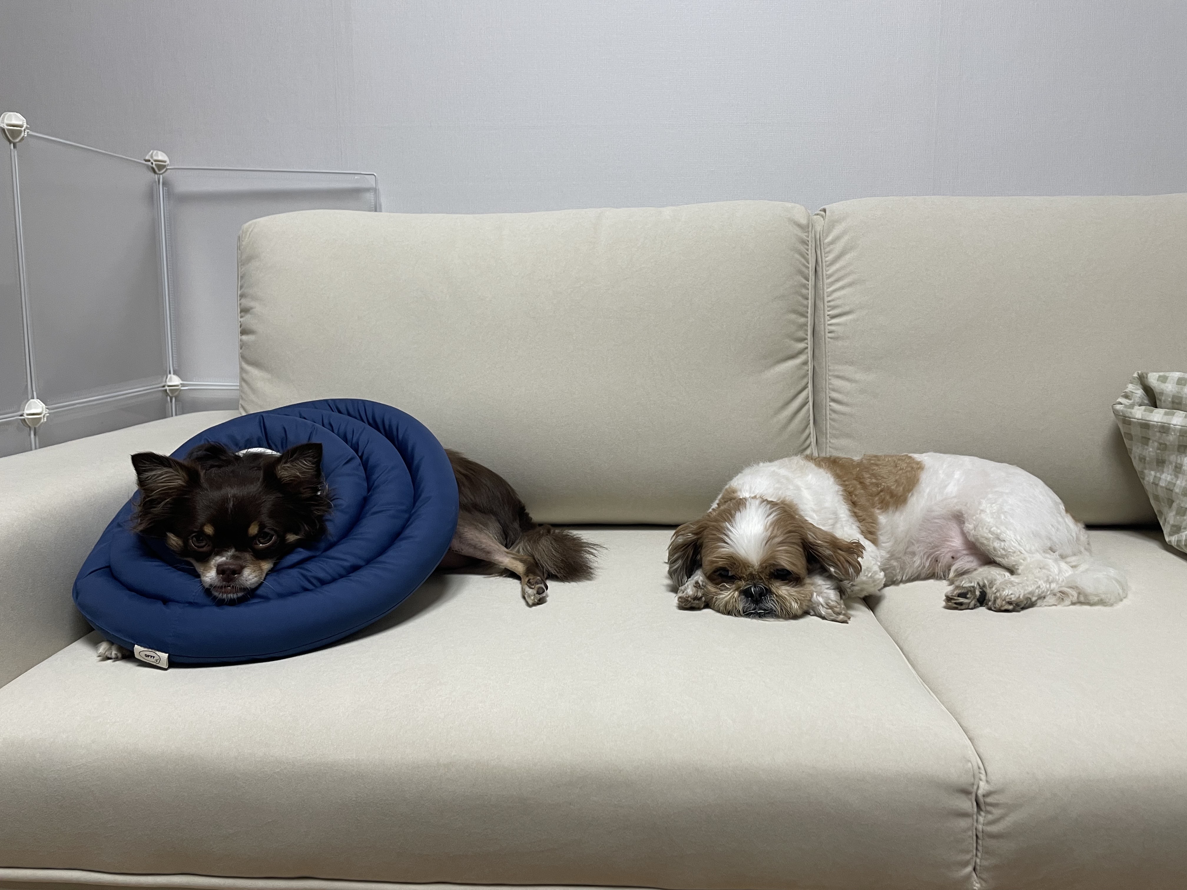 평택 치와와 노을 최신 근황