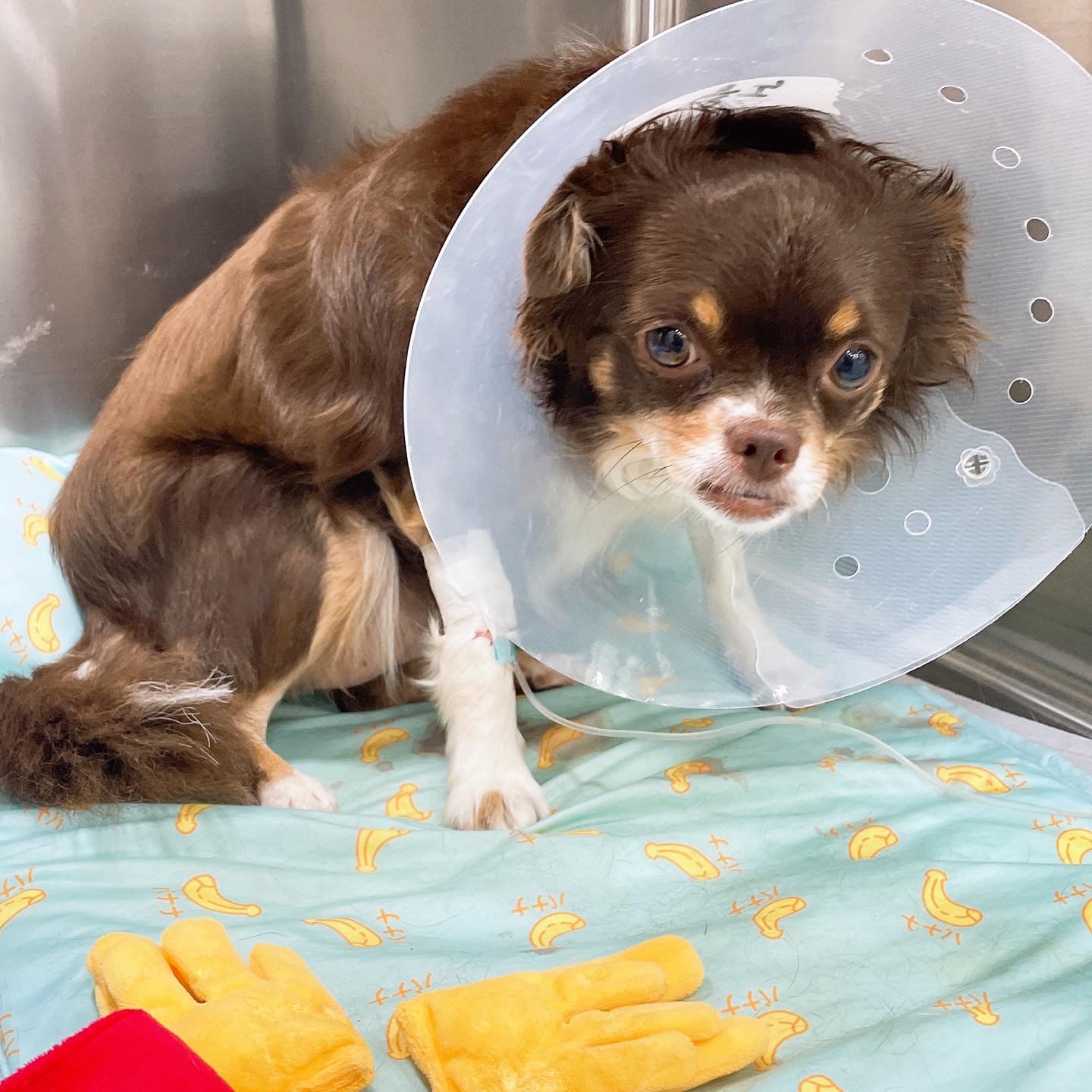 평택 치와와 노을 최신 근황