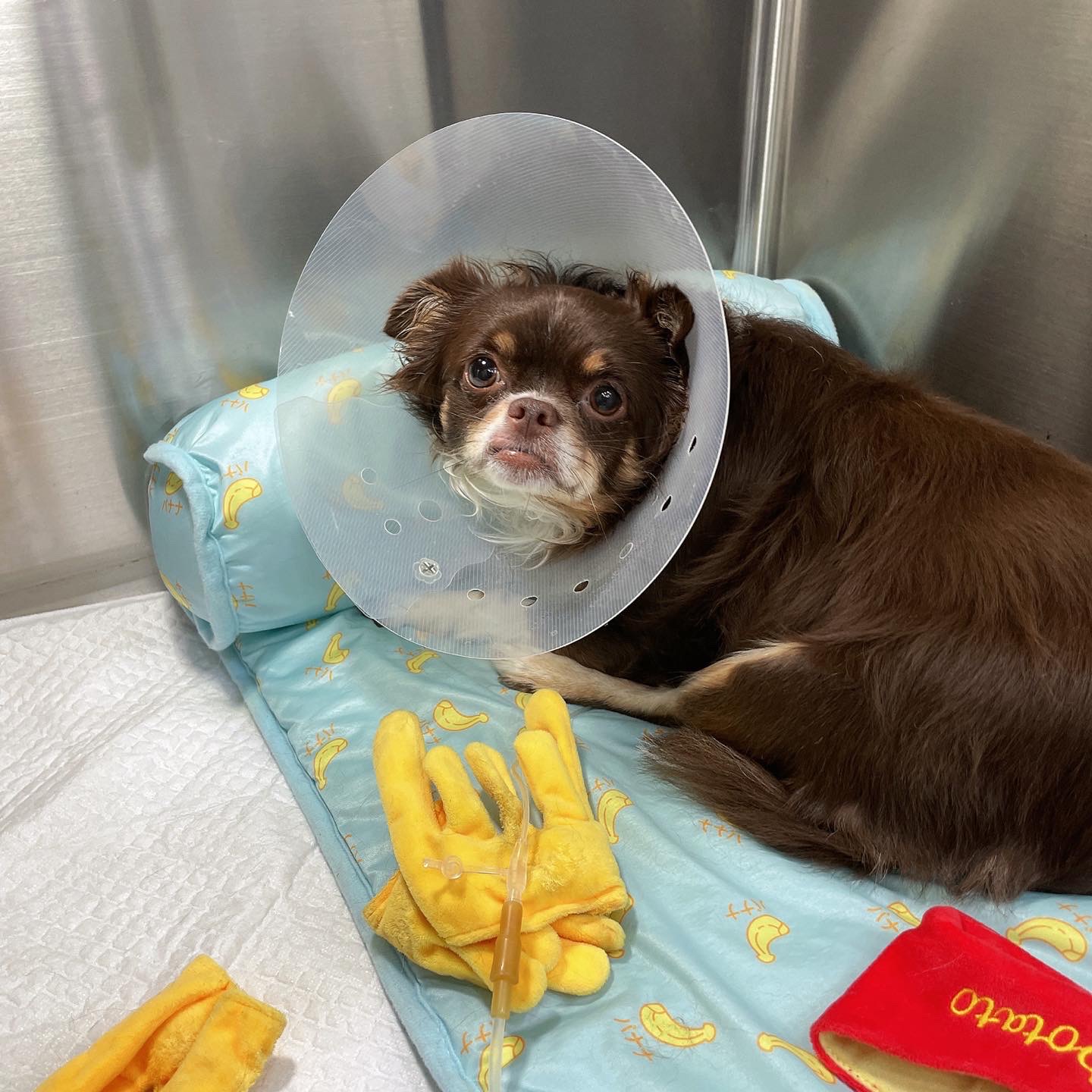 평택 치와와 노을 최신 근황