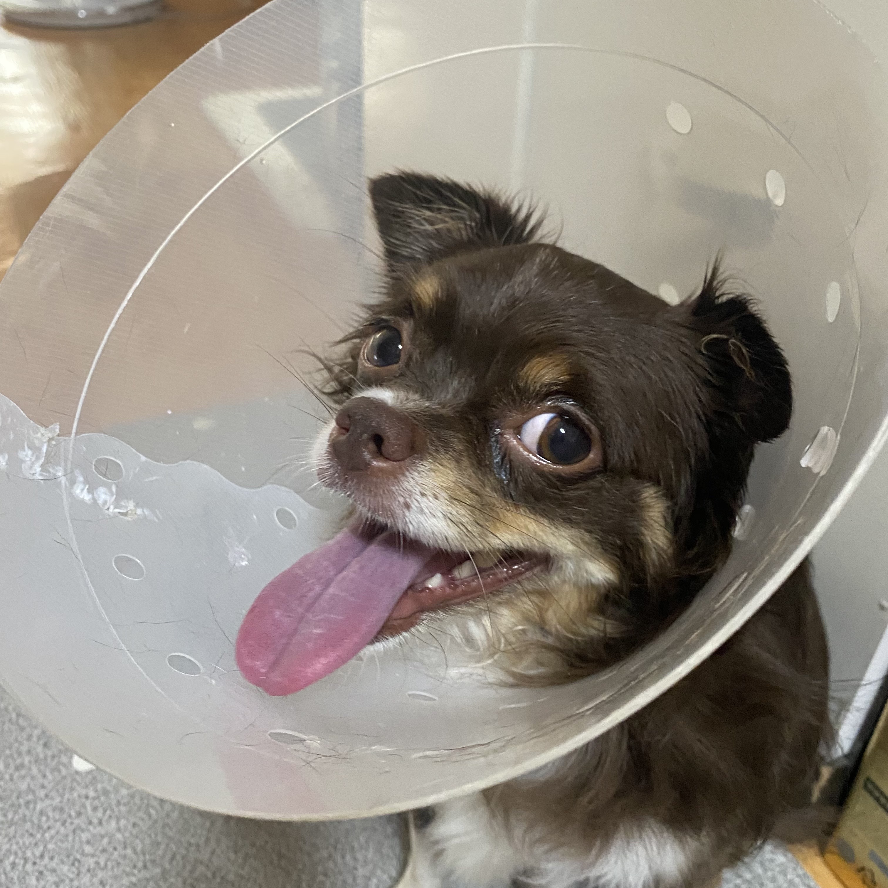 평택 치와와 노을 최신 근황