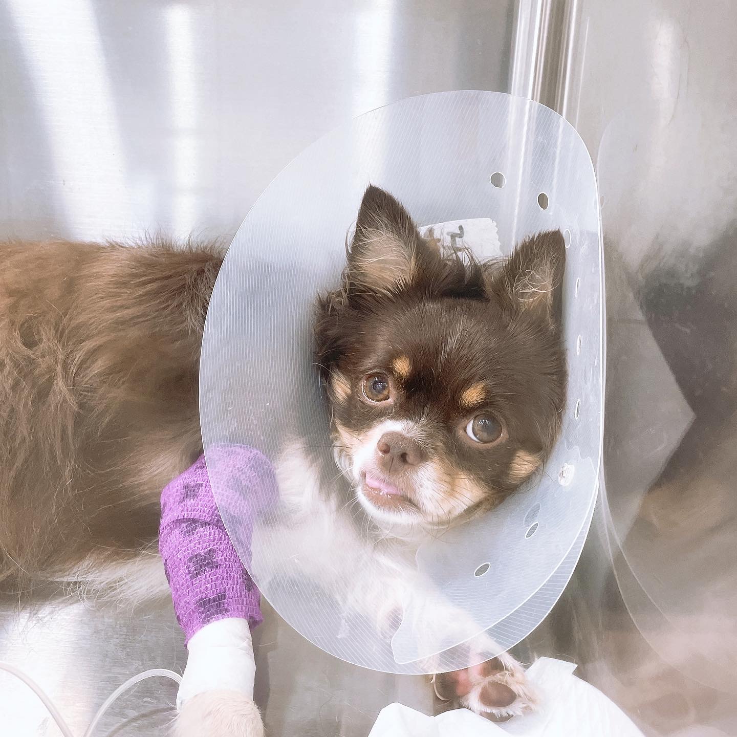 평택 치와와 노을 최신 근황