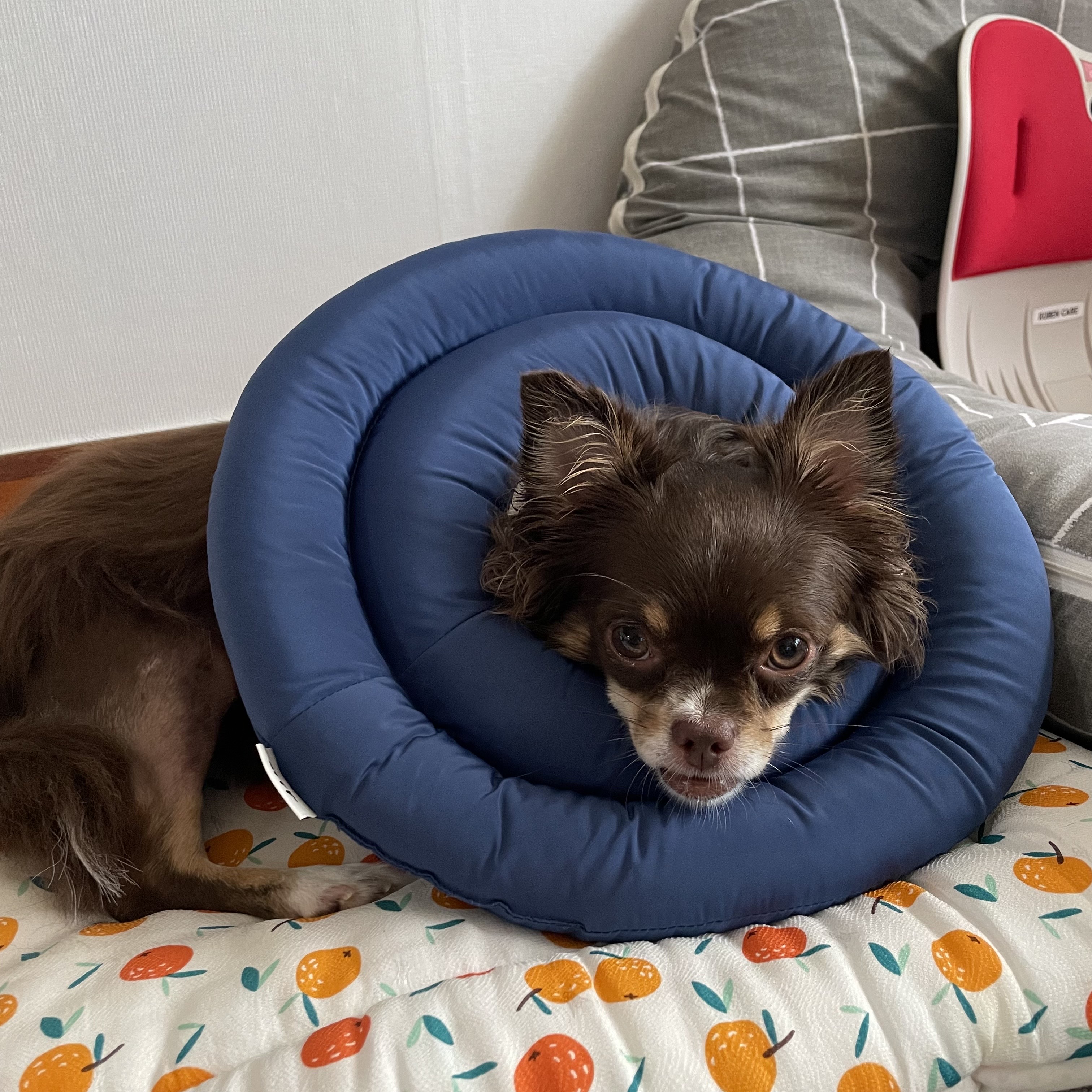 평택 치와와 노을 최신 근황