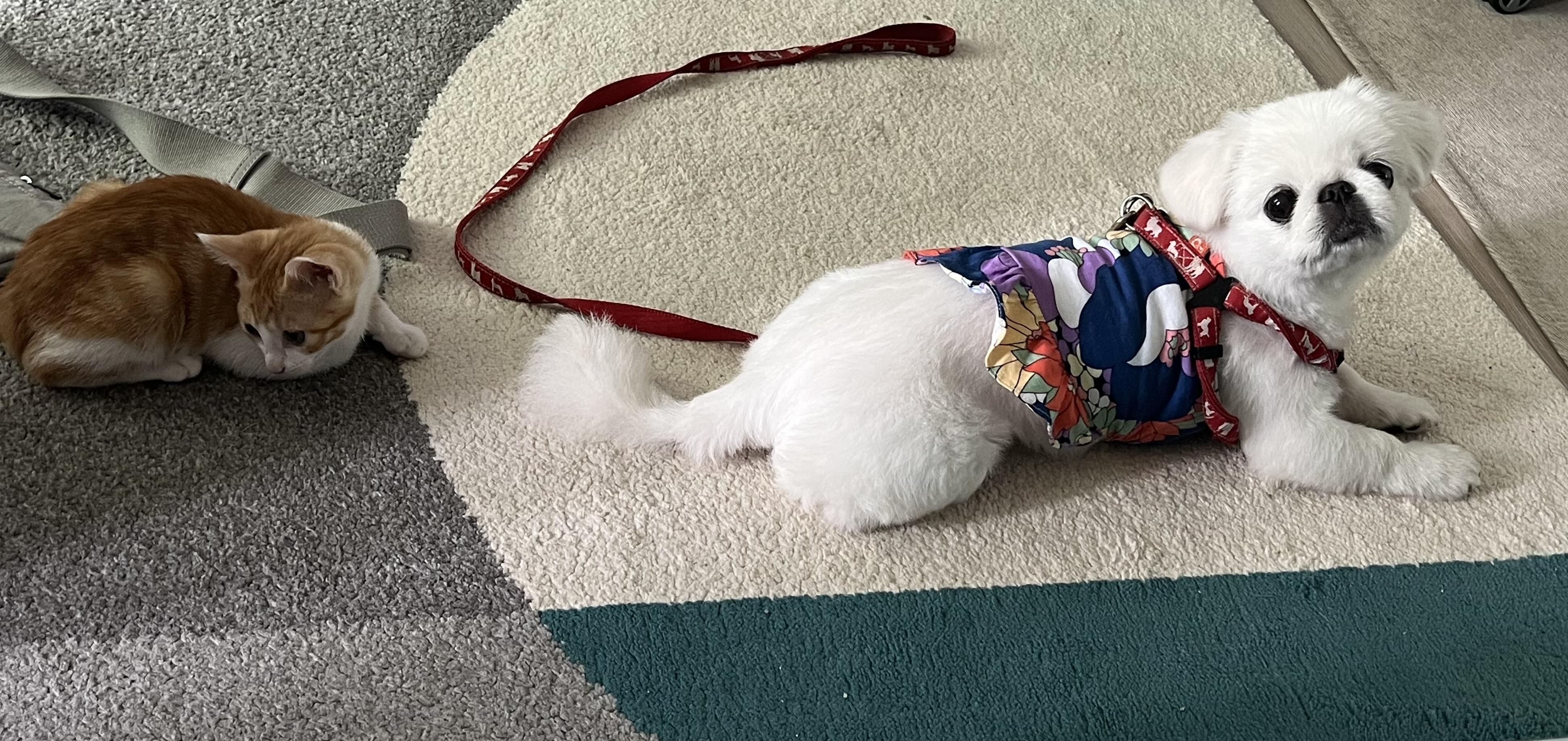 3주차 바니&차니