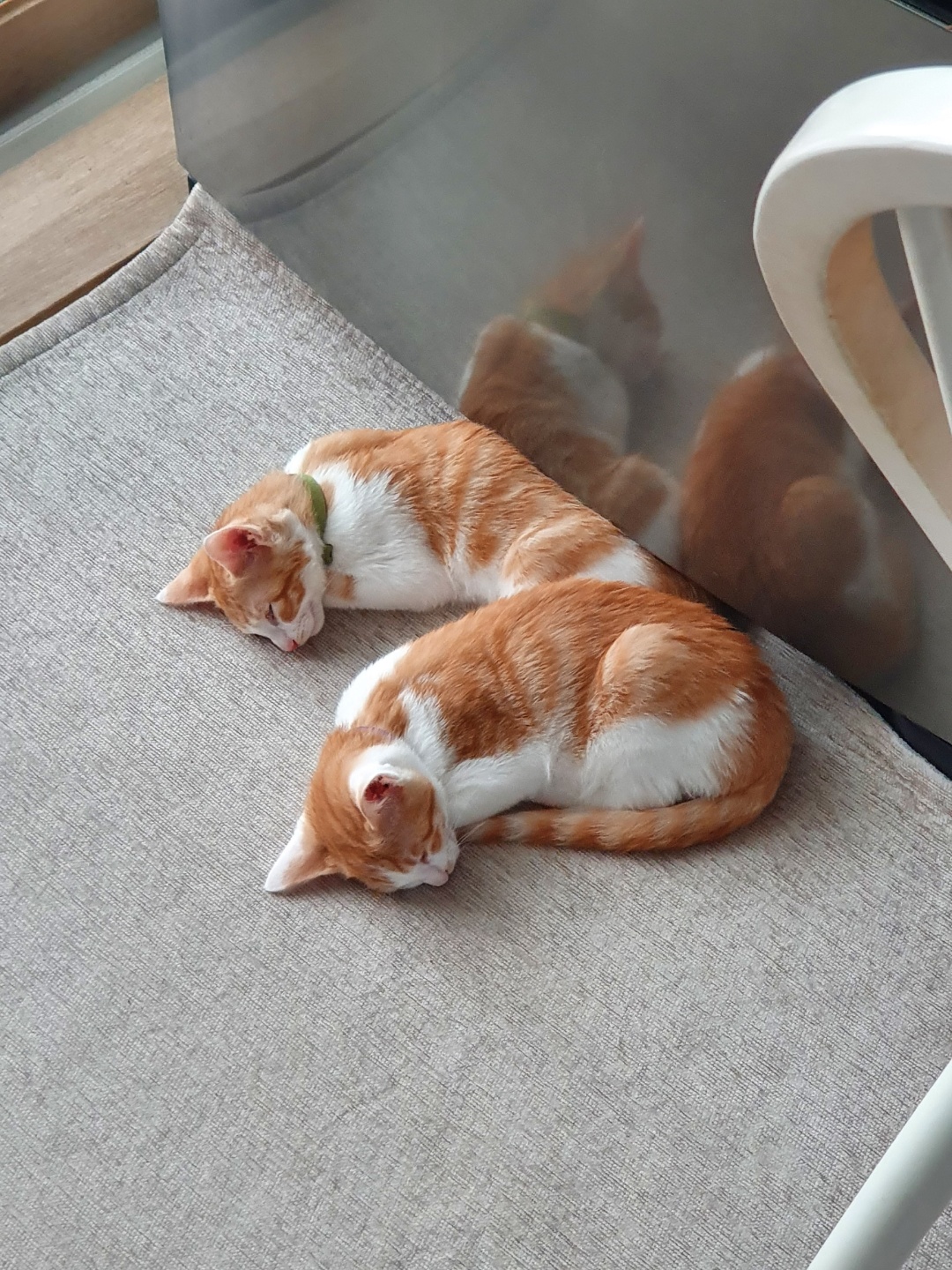 3주차 바니&차니