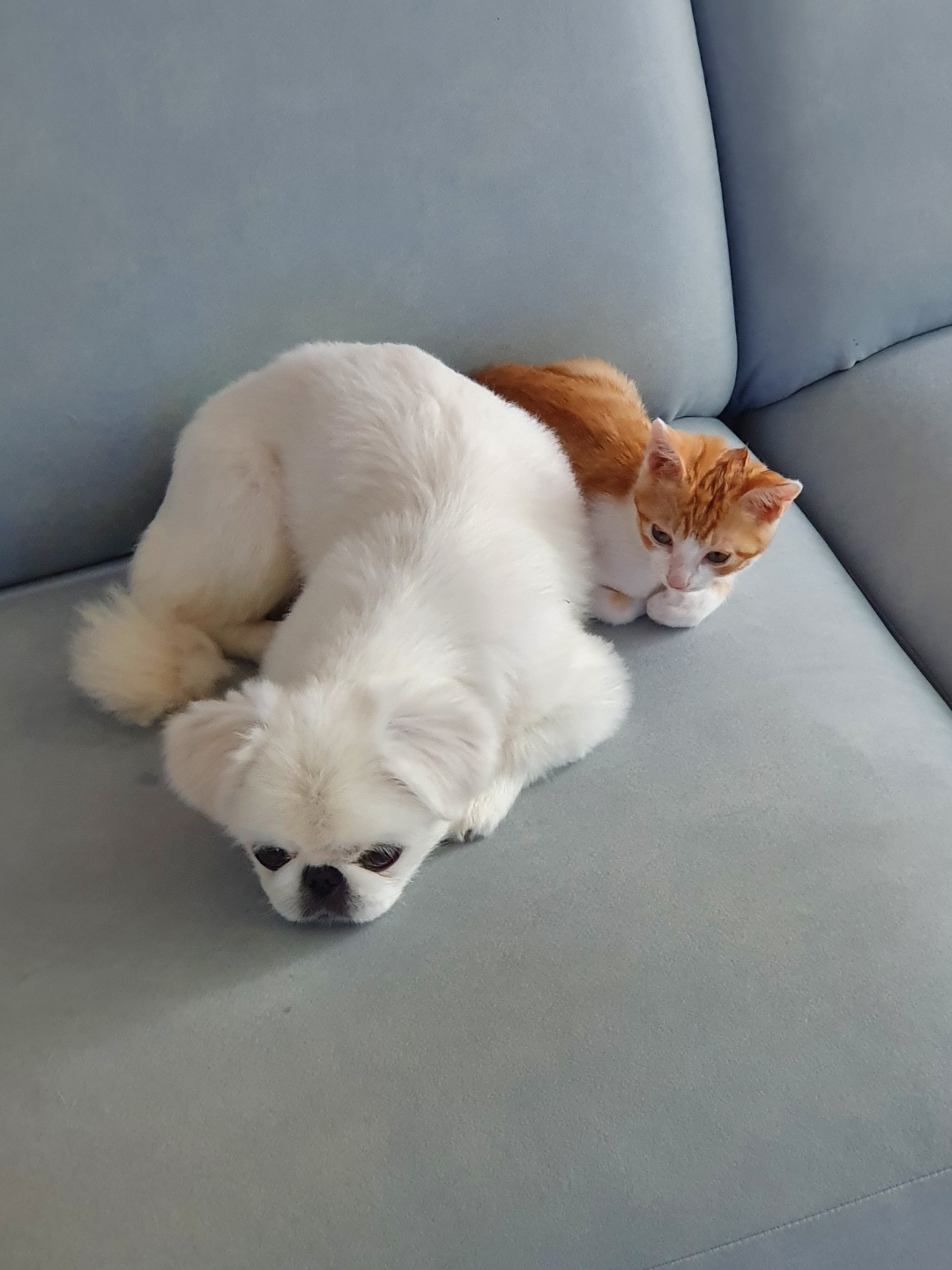 3주차 바니&차니