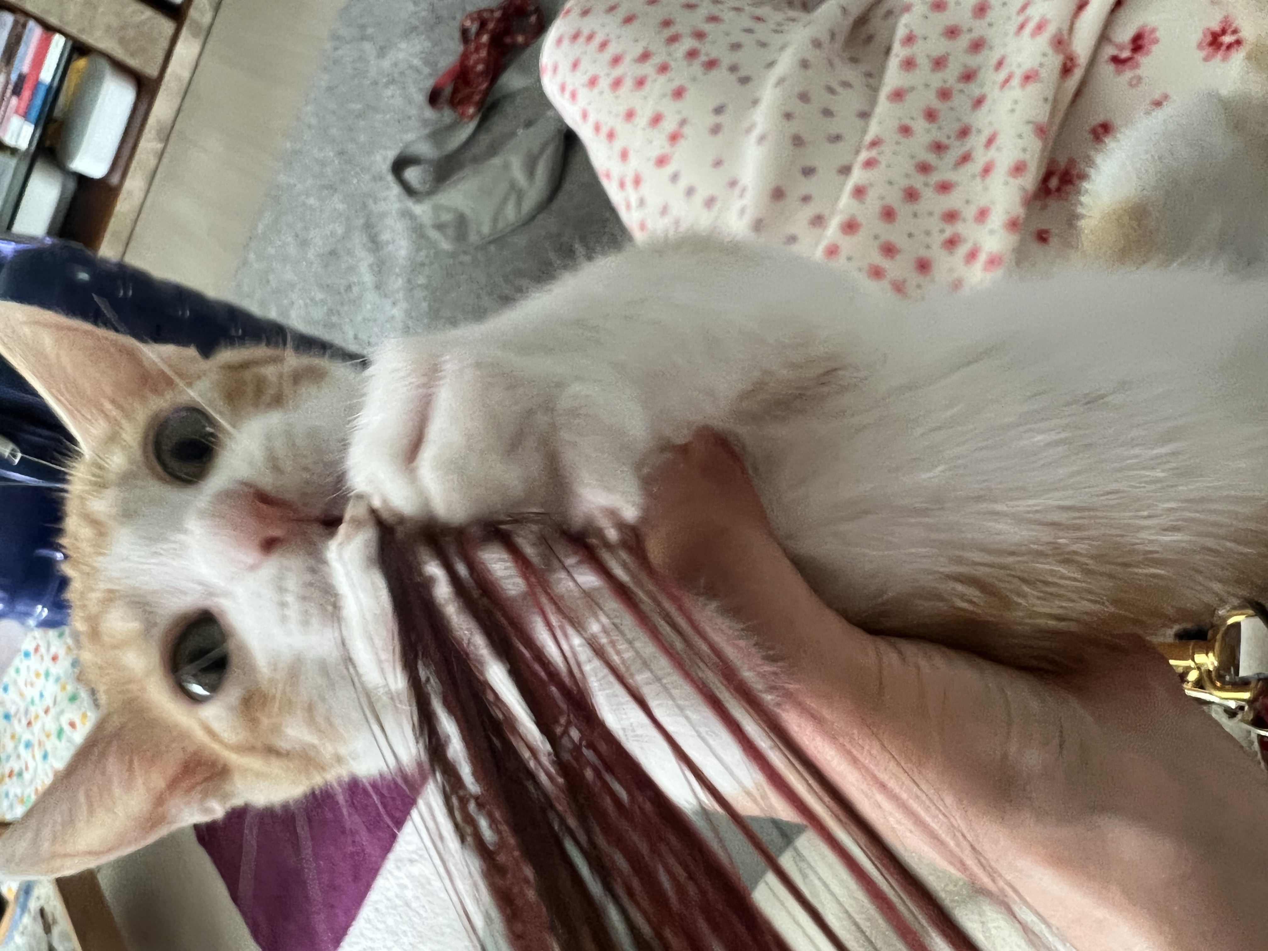 3주차 바니&차니