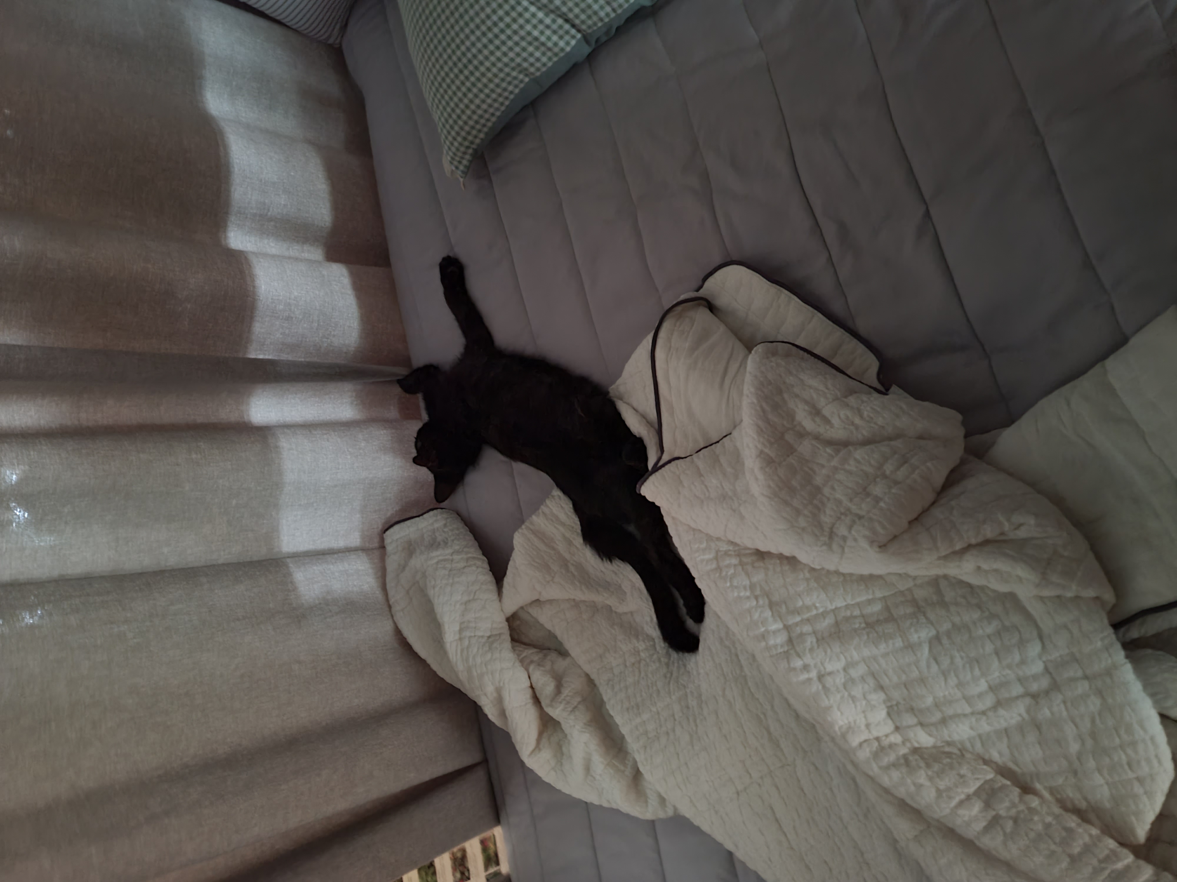 베리 입양후 일주일