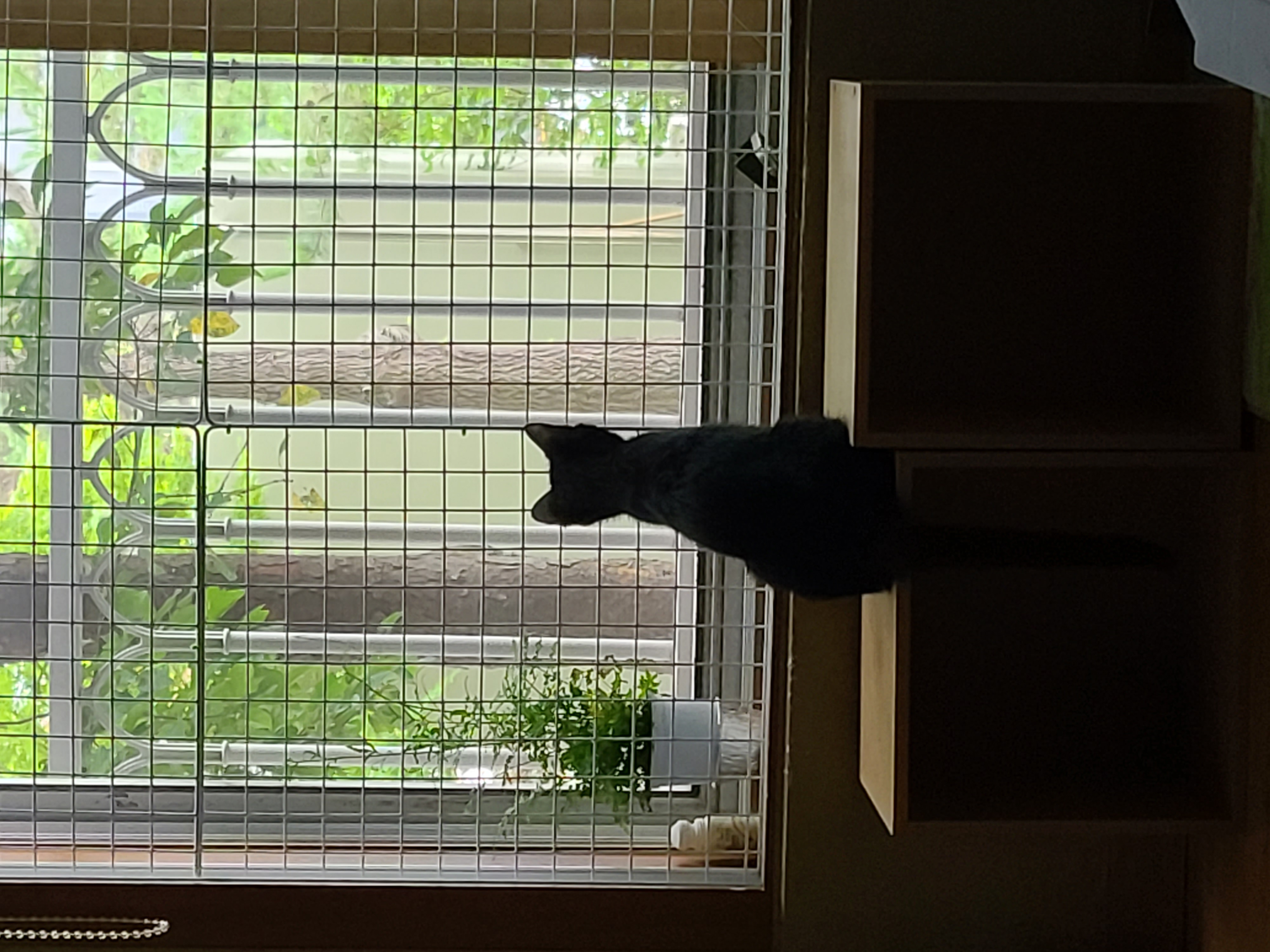 베리 입양후 일주일