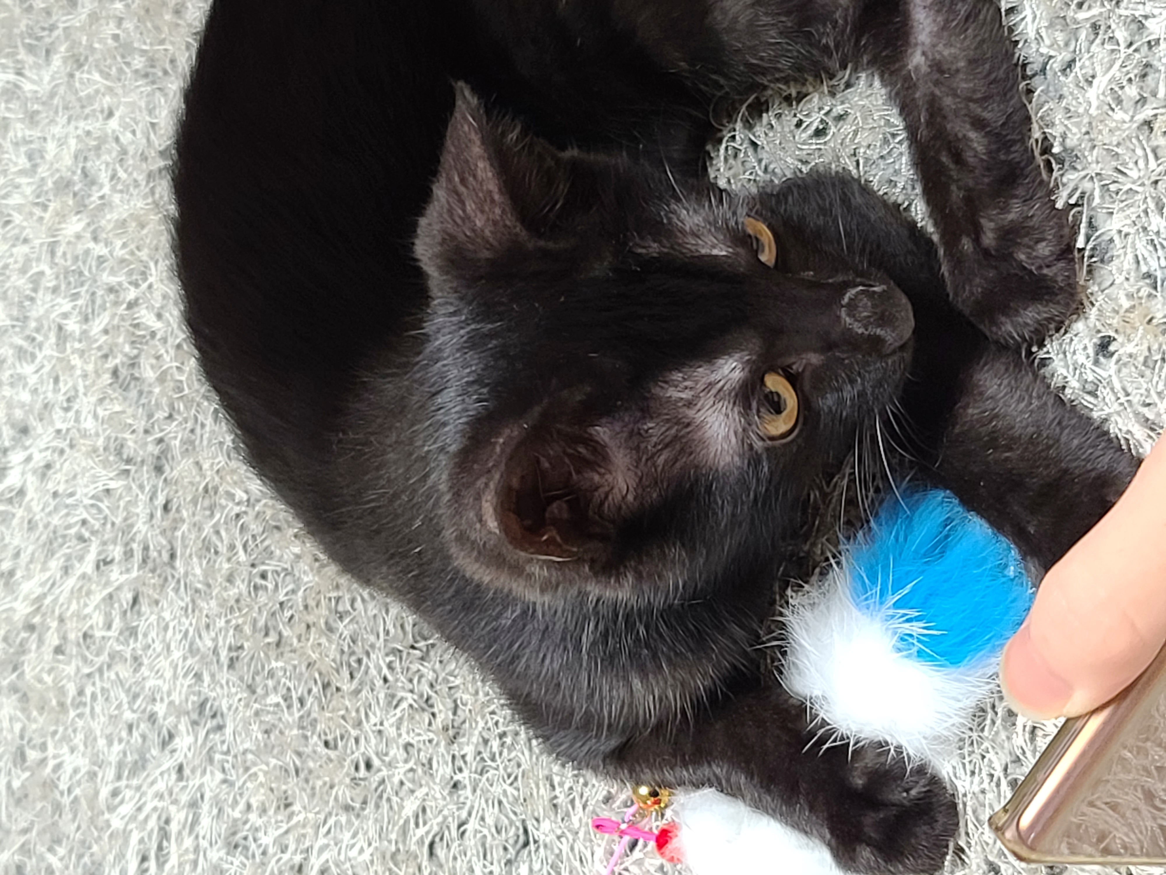 베리 입양후 일주일