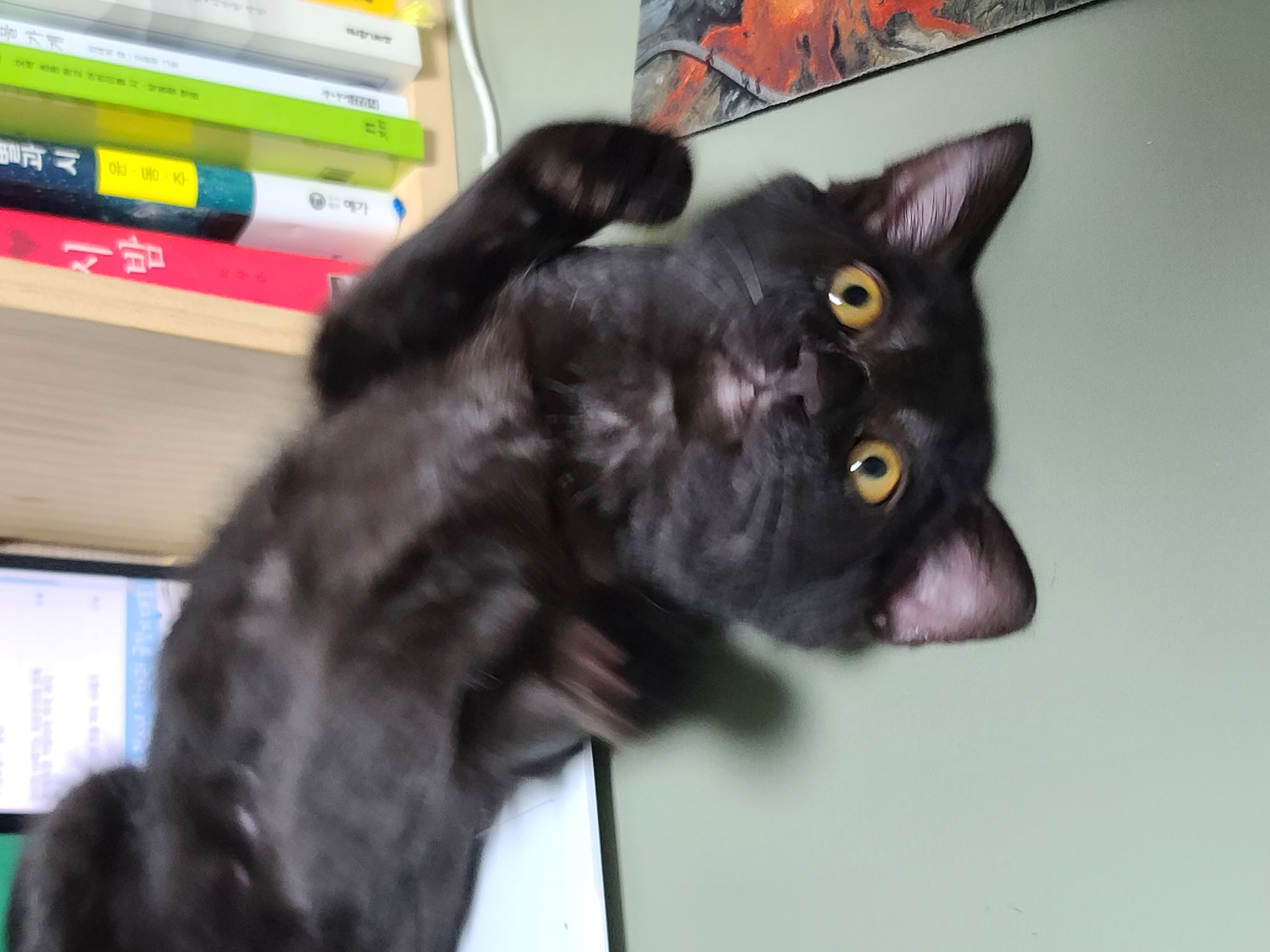 베리 입양후 일주일