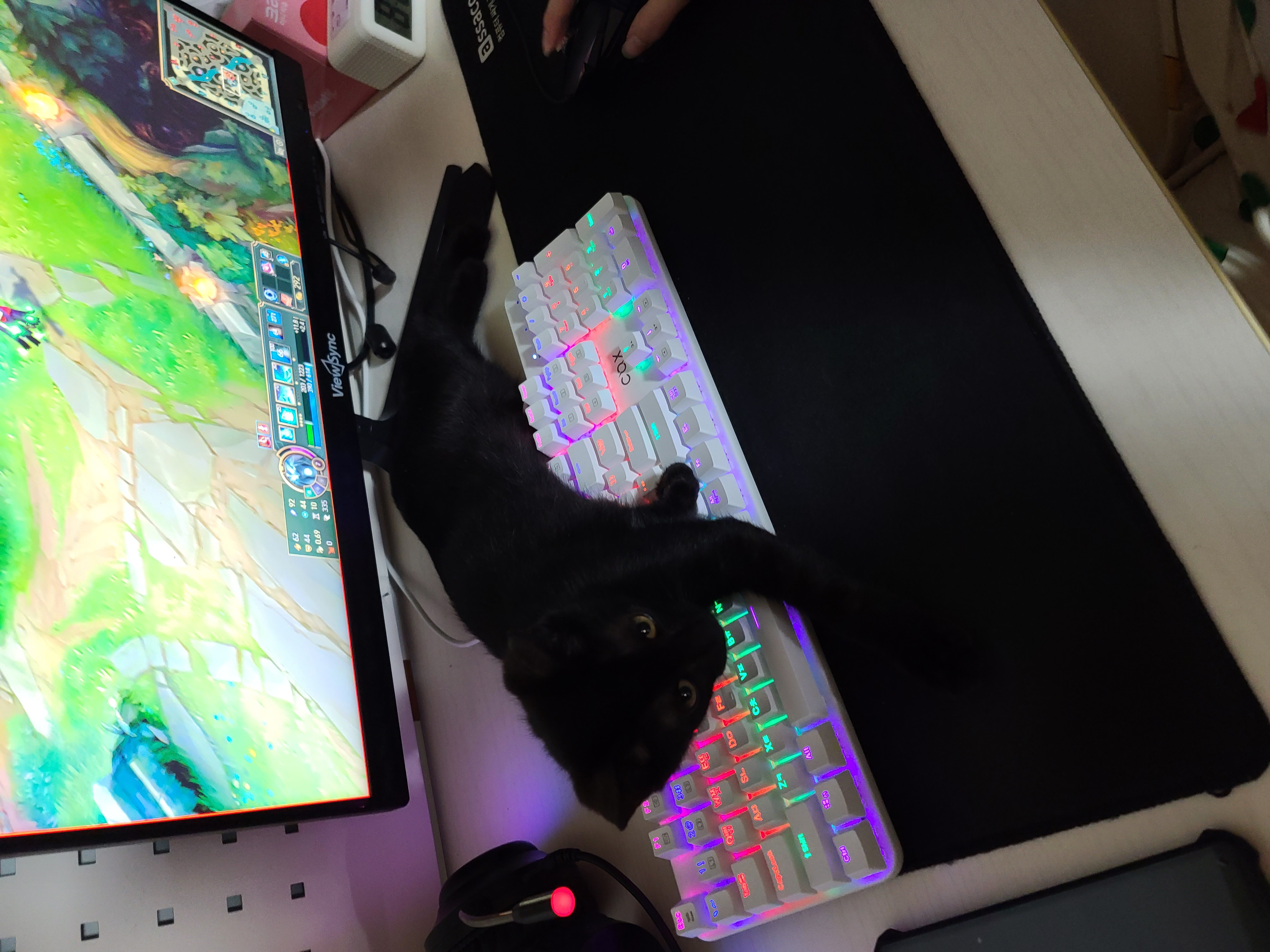 베리 입양후 일주일