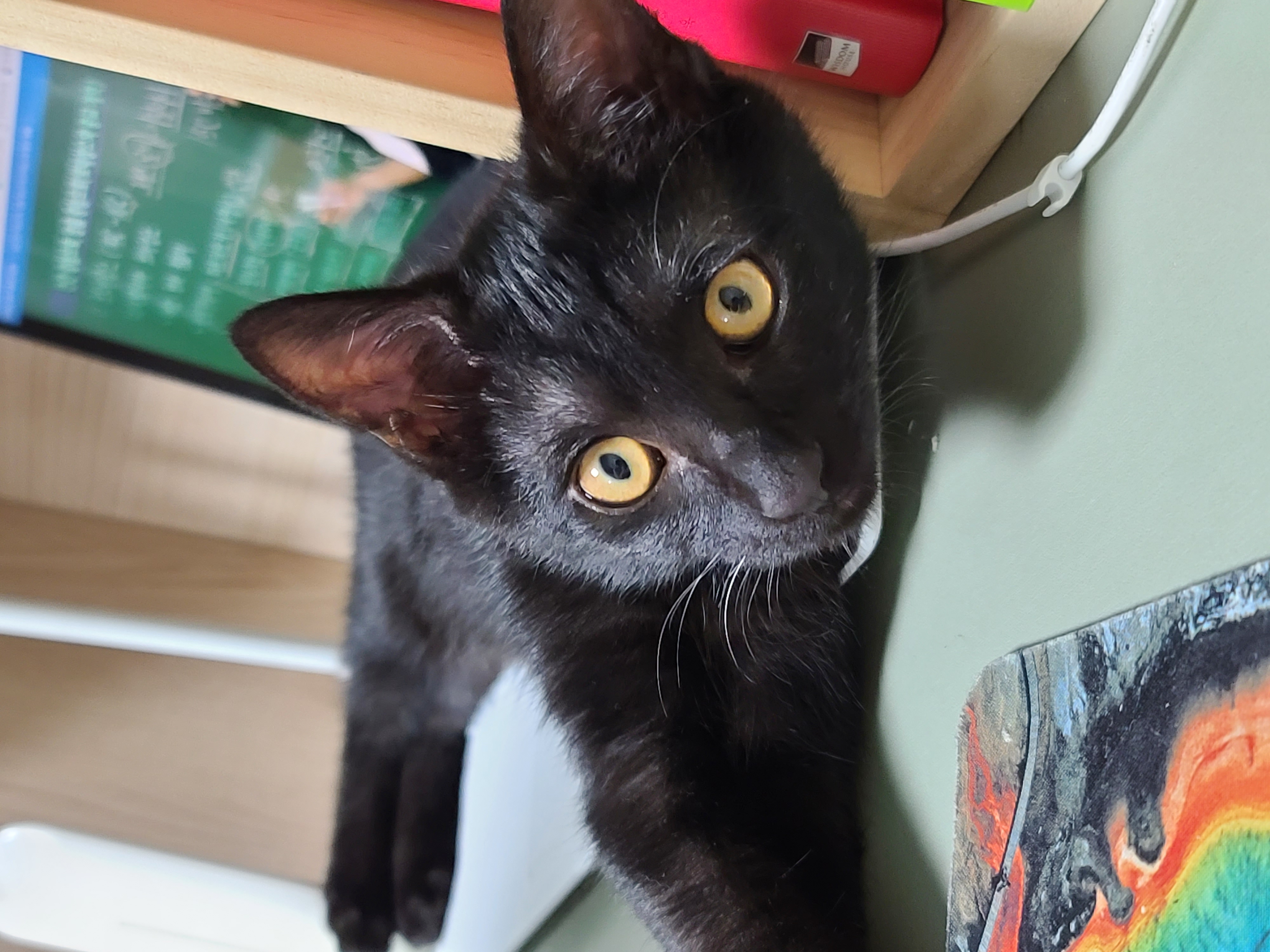 베리 입양후 일주일