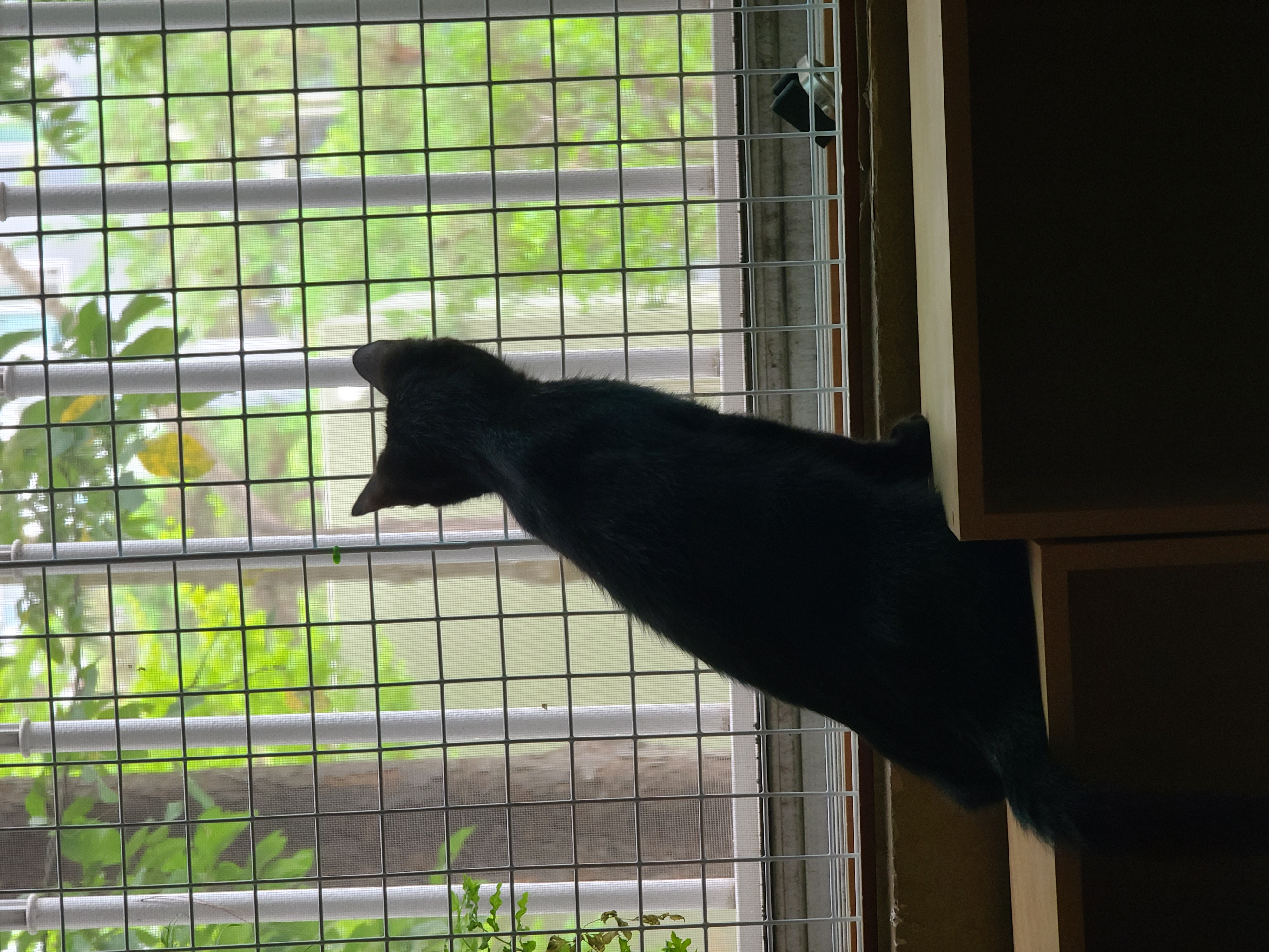 베리 입양후 일주일