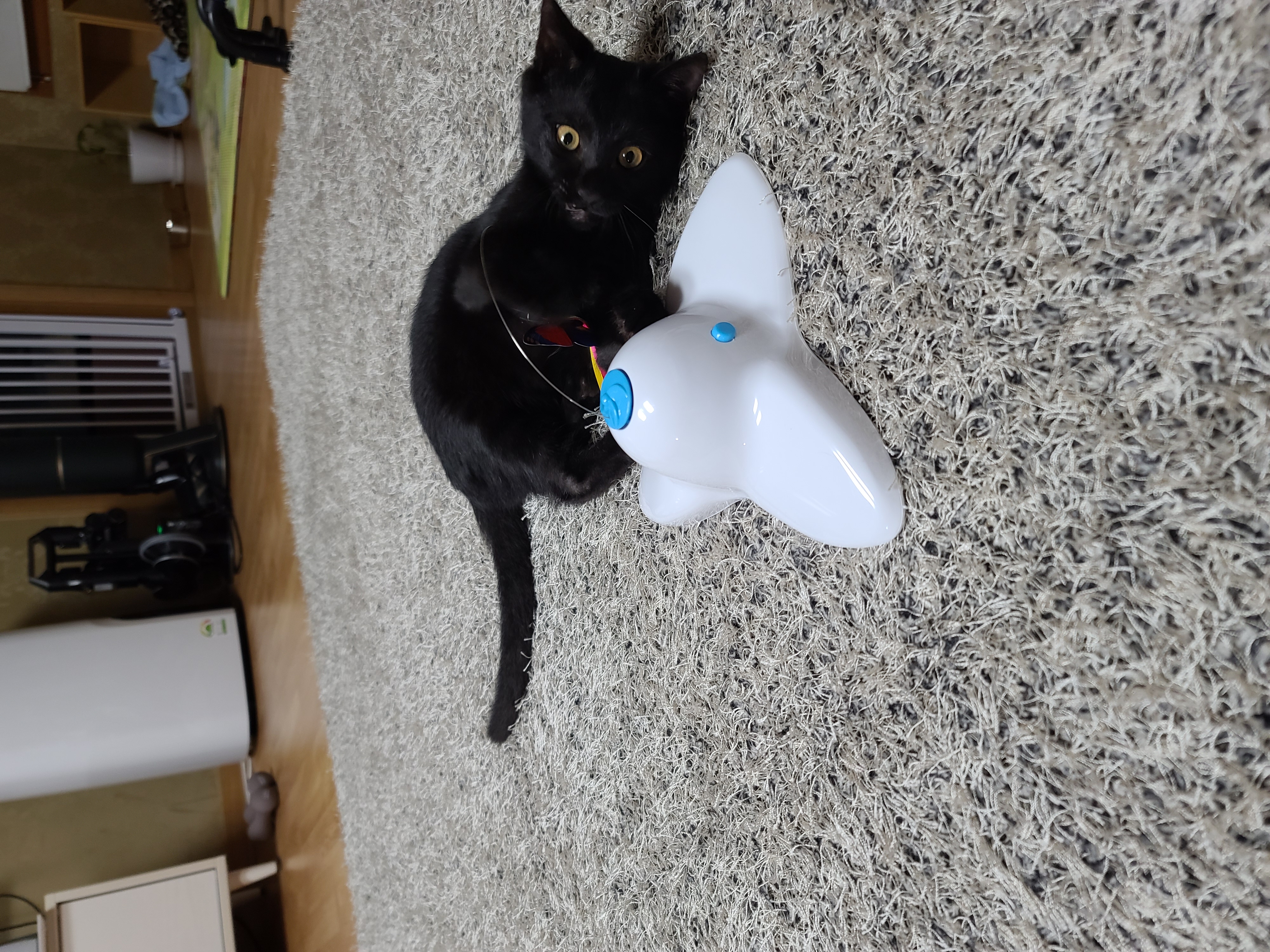 베리 입양후 일주일