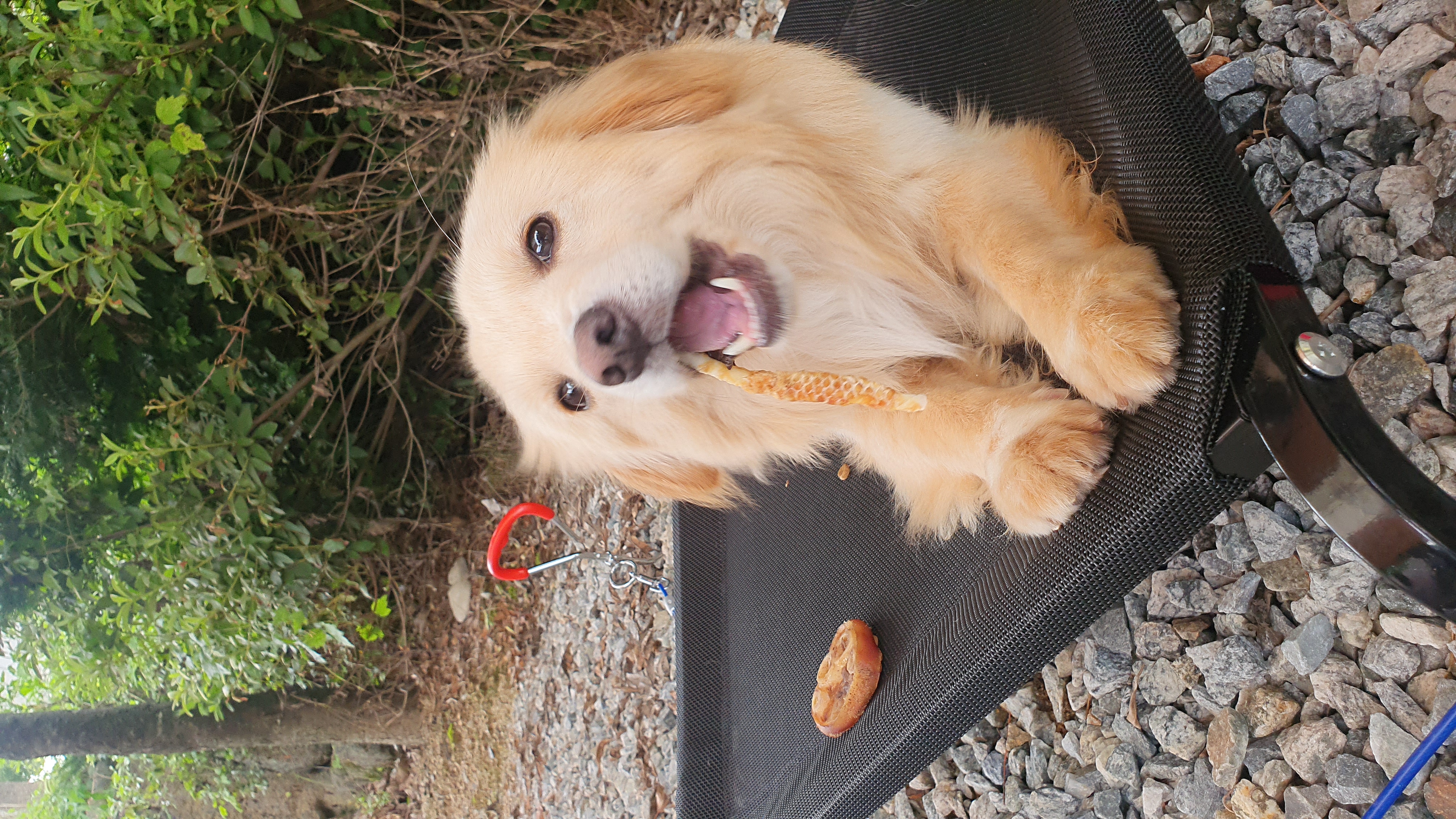 자몽이(구 육콩이)와 한달