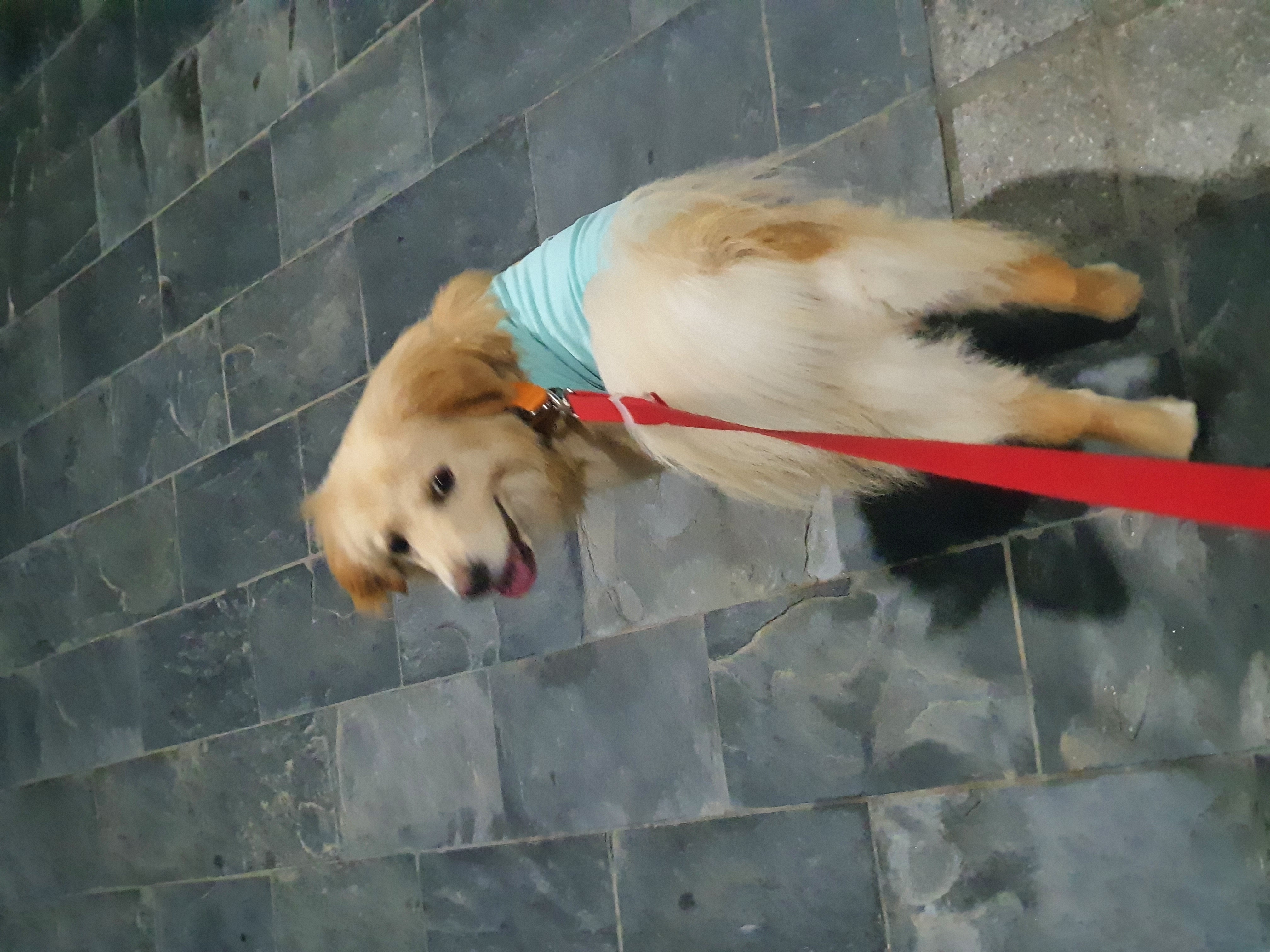 자몽이(구 육콩이)와 한달