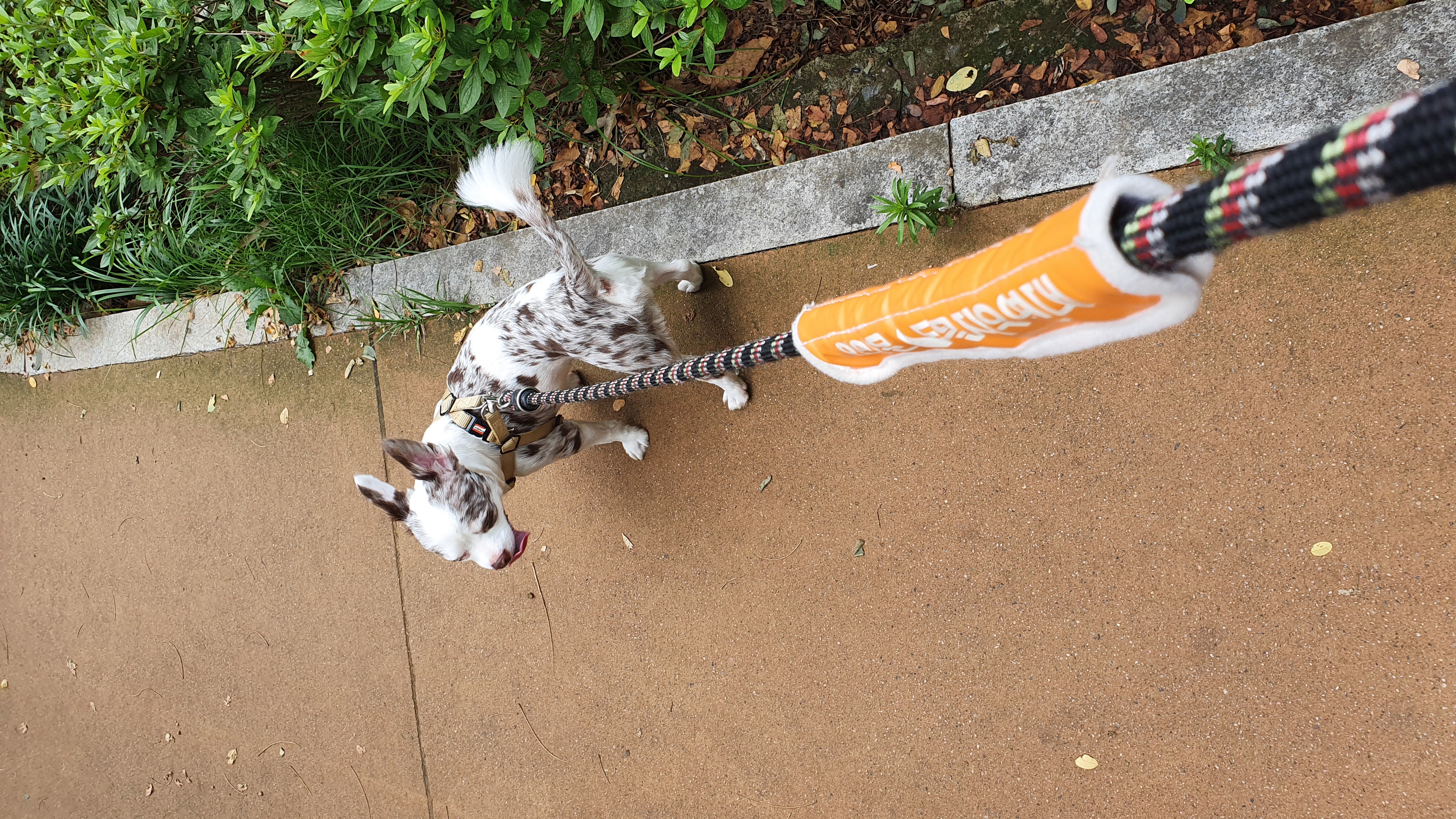 평택치와와 모지(탄이)^^