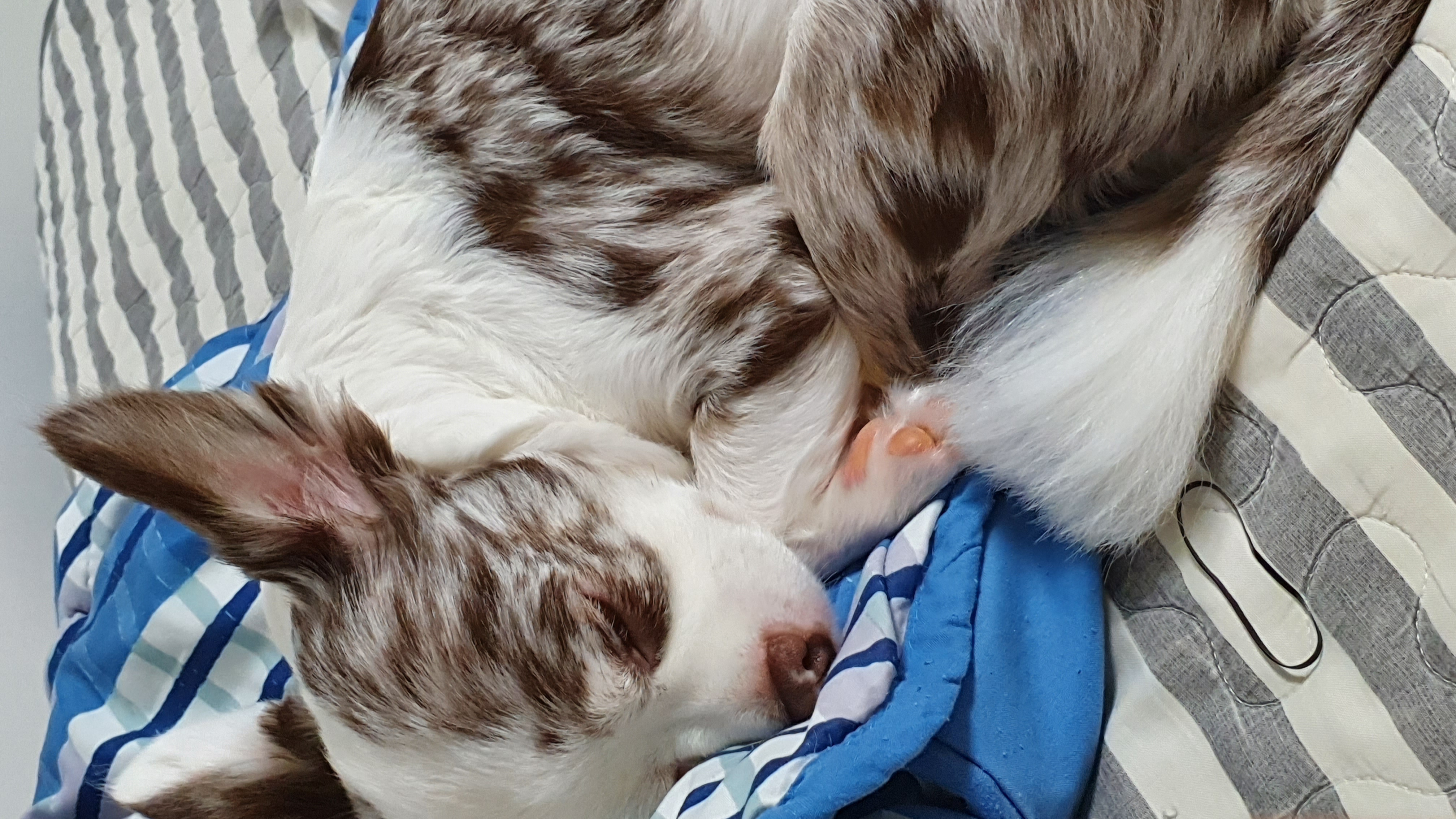 평택치와와 모지(탄이)^^