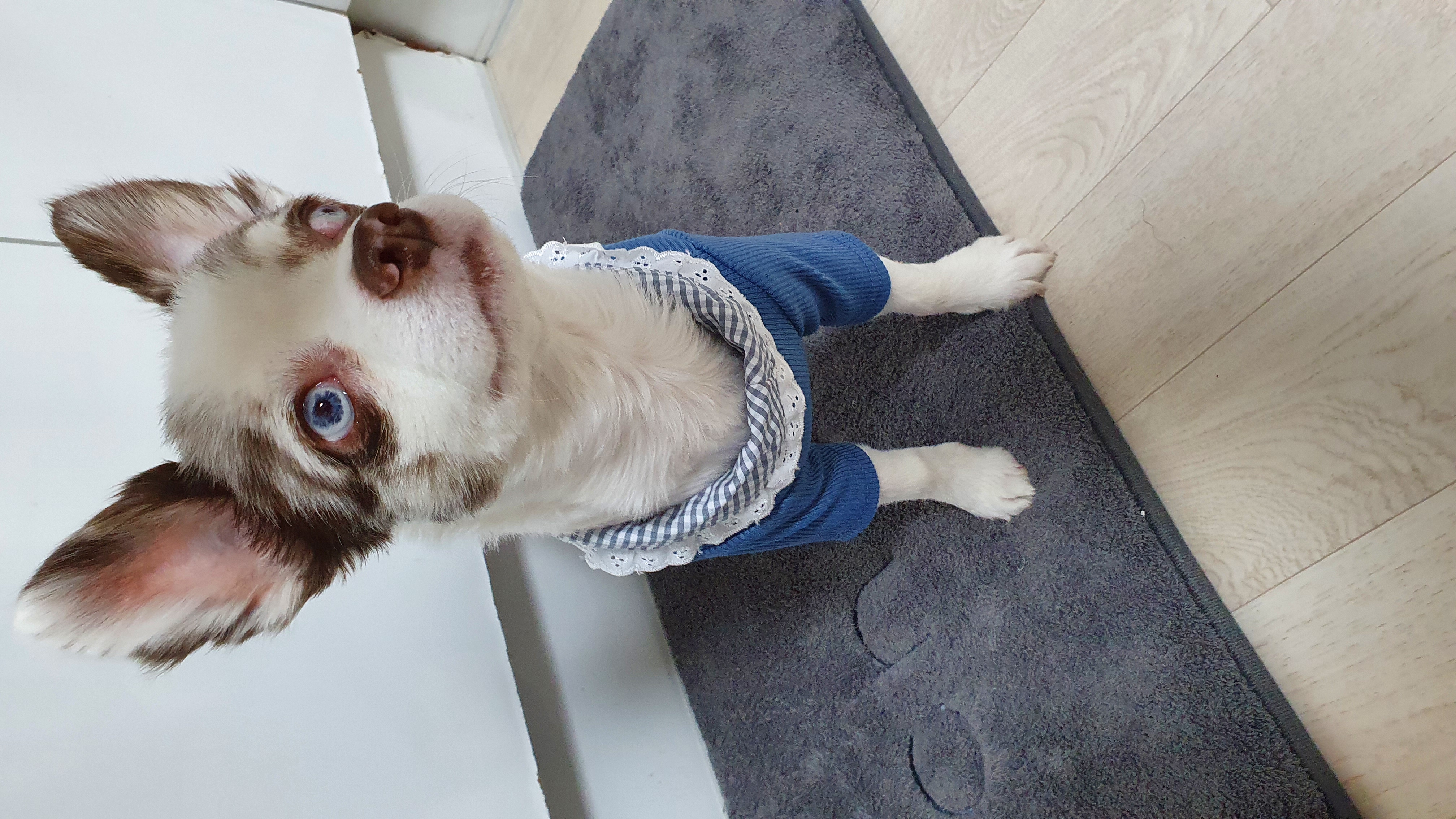 평택치와와 모지(탄이)^^