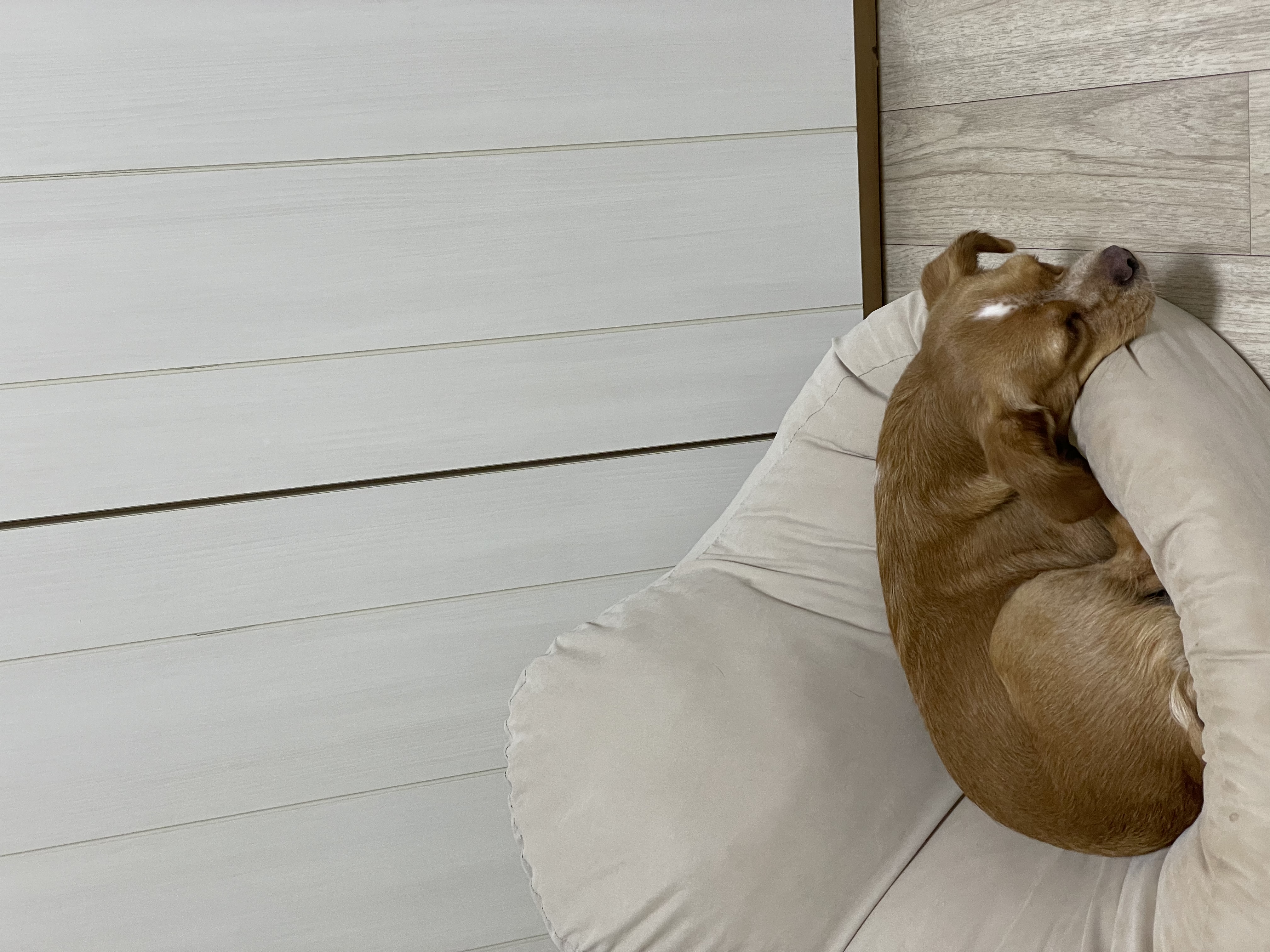 밤이(삐삐)가 백일이 지났어요~