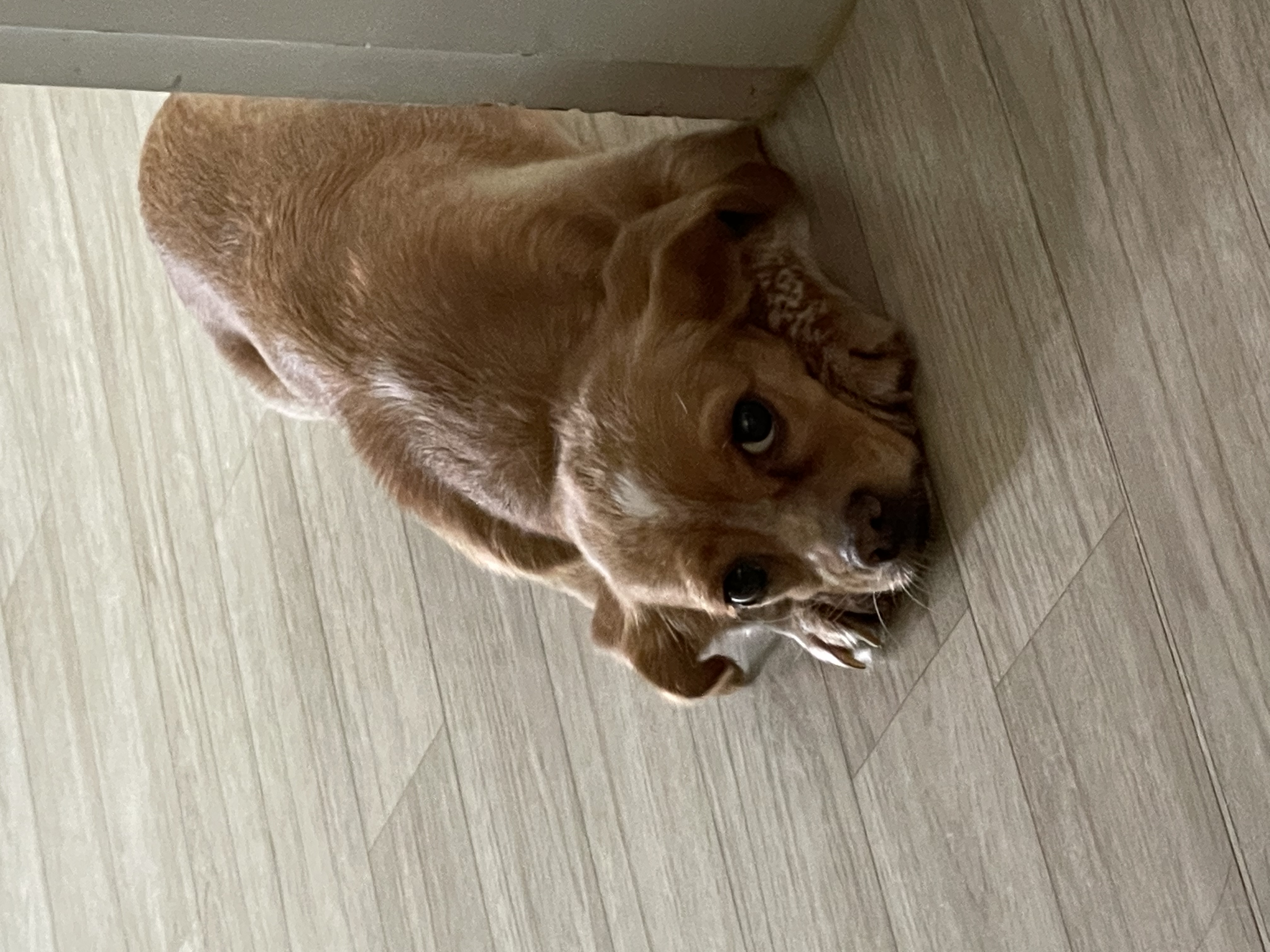 밤이(삐삐)가 백일이 지났어요~