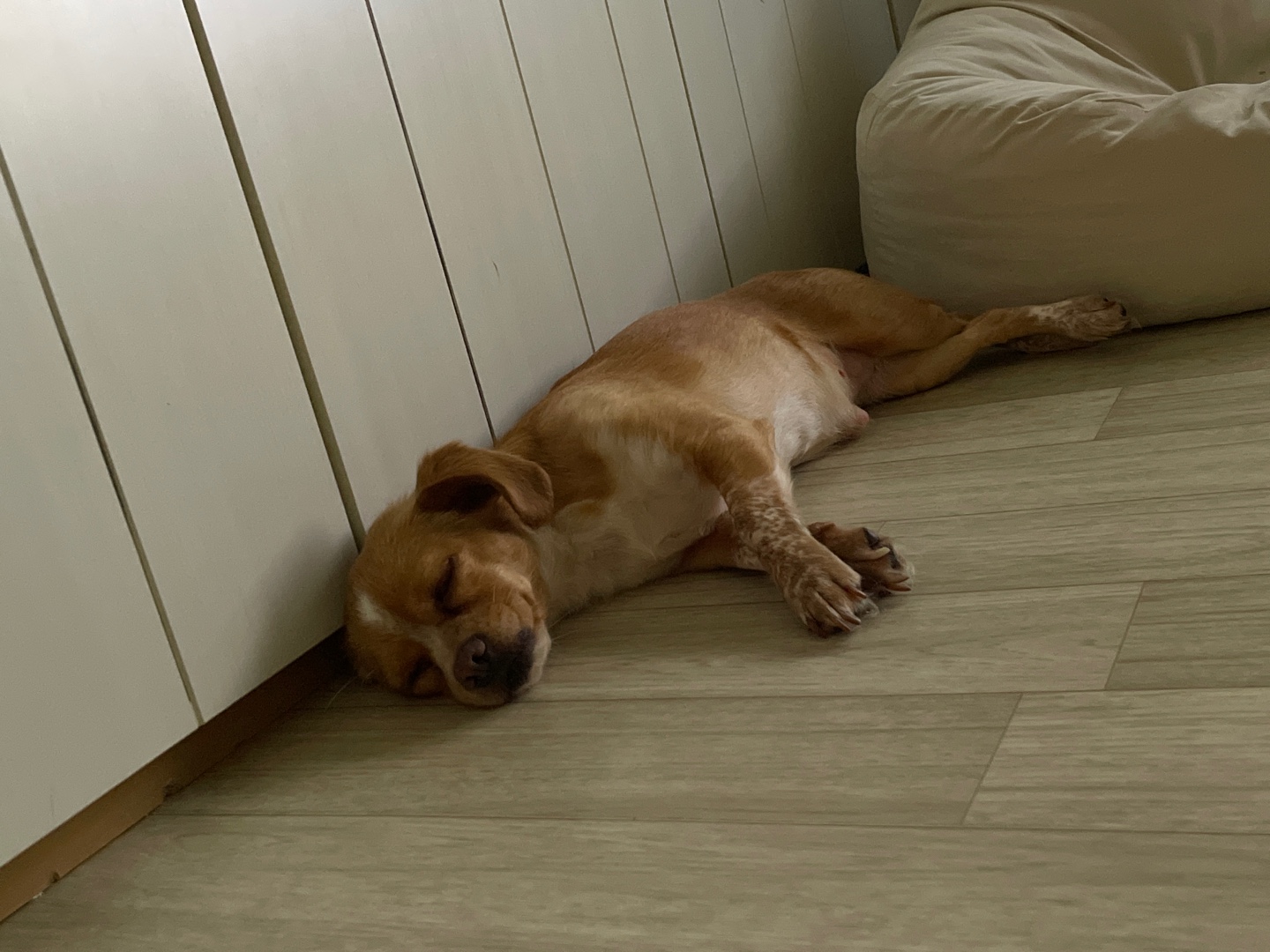 밤이(삐삐)가 백일이 지났어요~