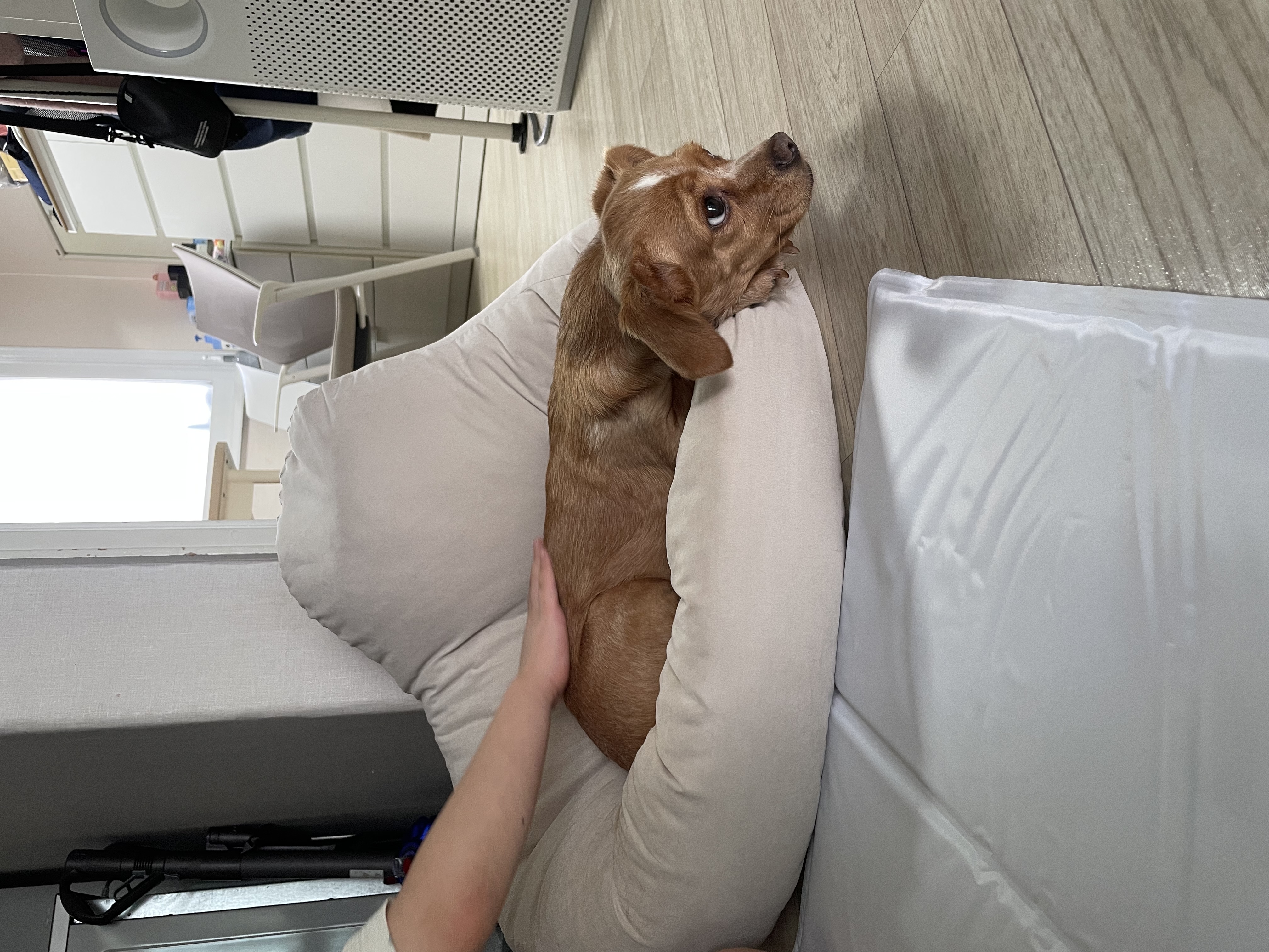 밤이(삐삐)가 백일이 지났어요~