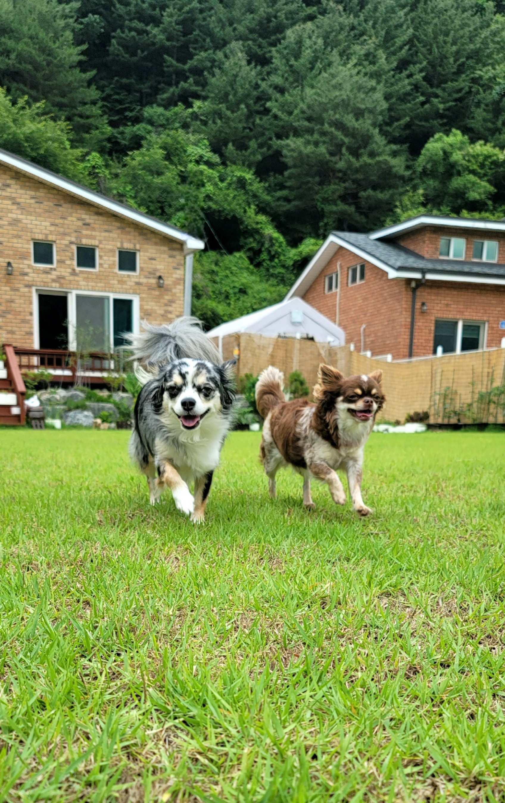 쁘띠소식전해요(평택번식장 모지ㆍ태태자견)