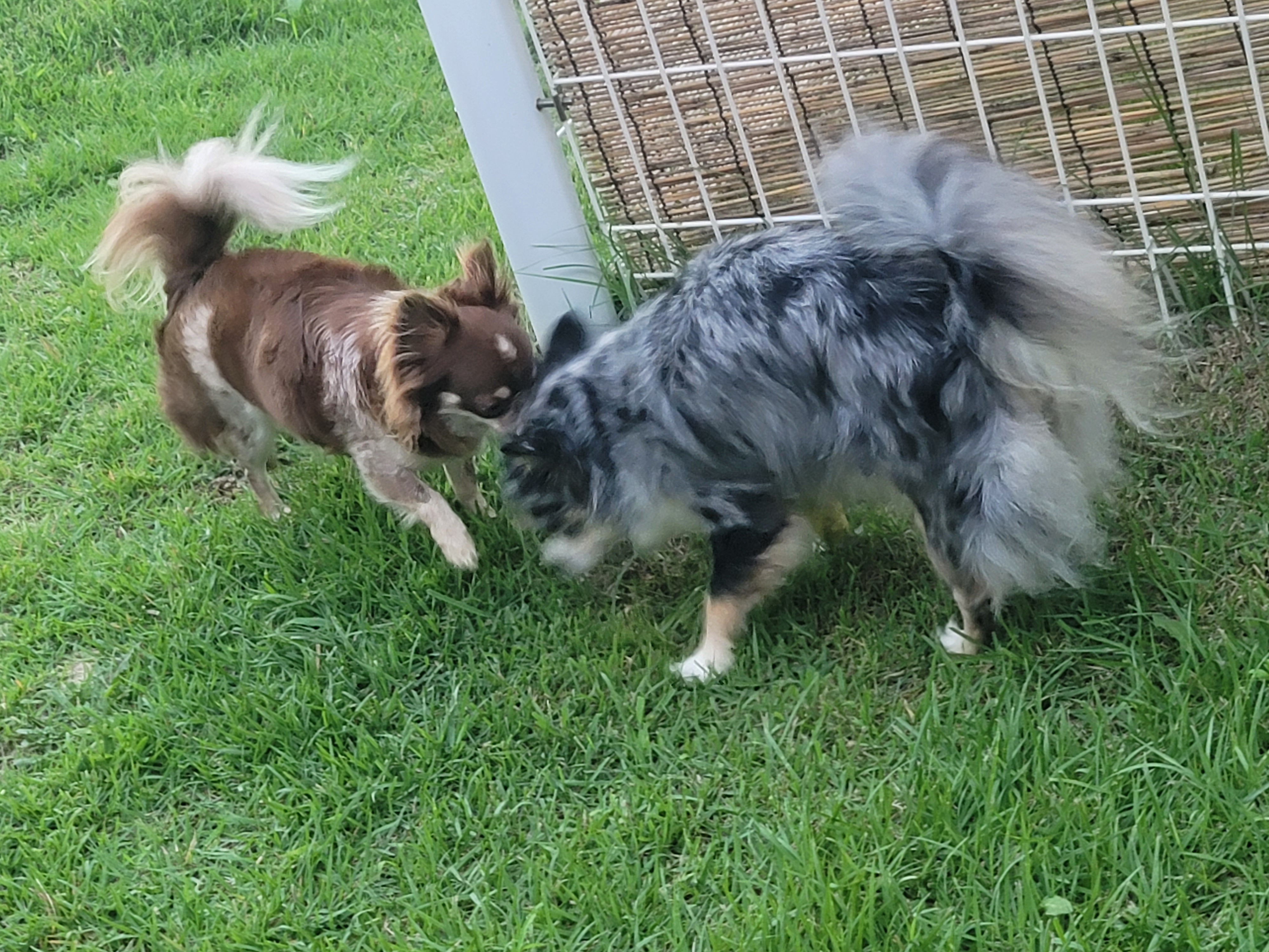쁘띠소식전해요(평택번식장 모지ㆍ태태자견)