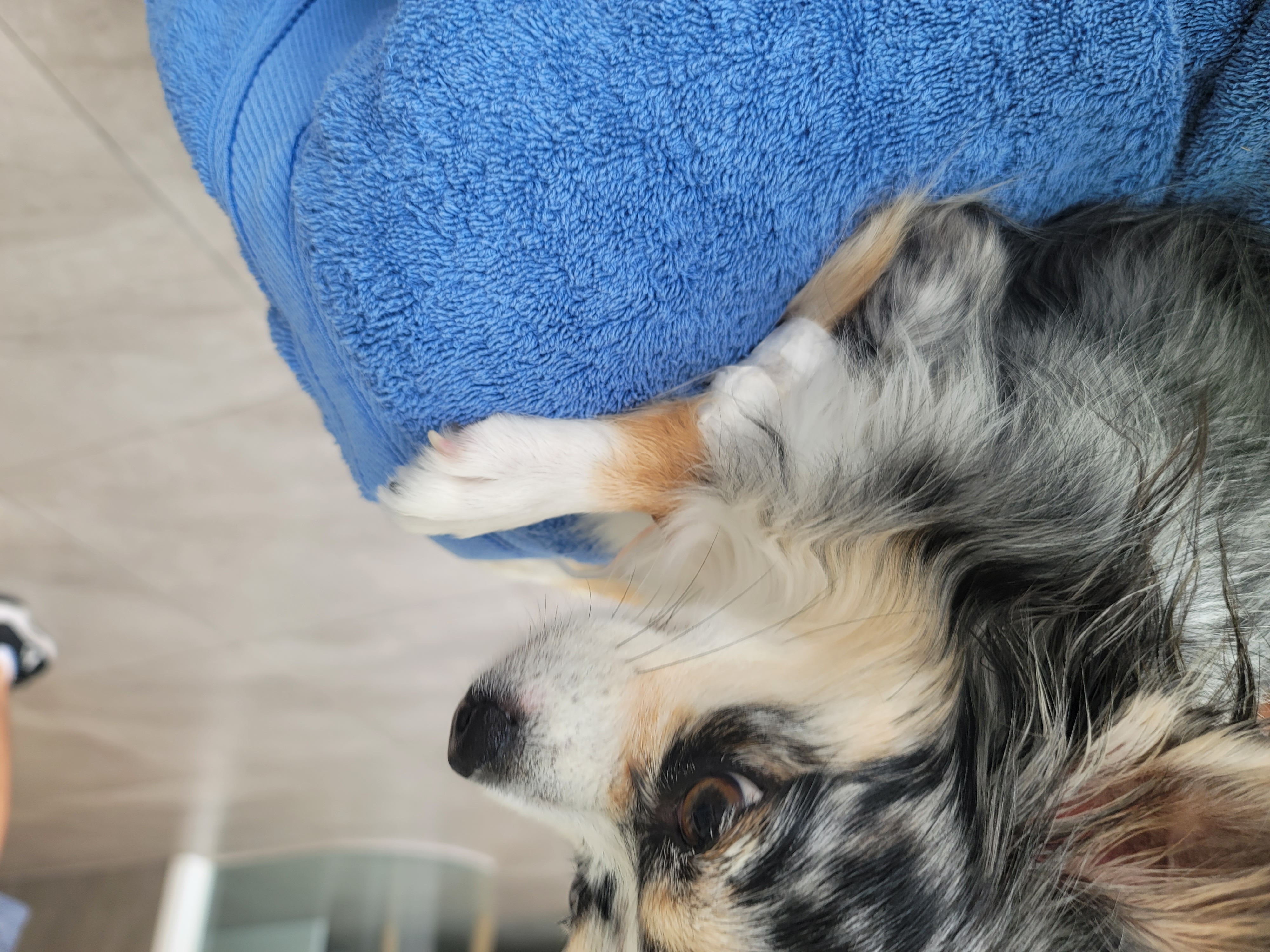 쁘띠소식전해요(평택번식장 모지ㆍ태태자견)