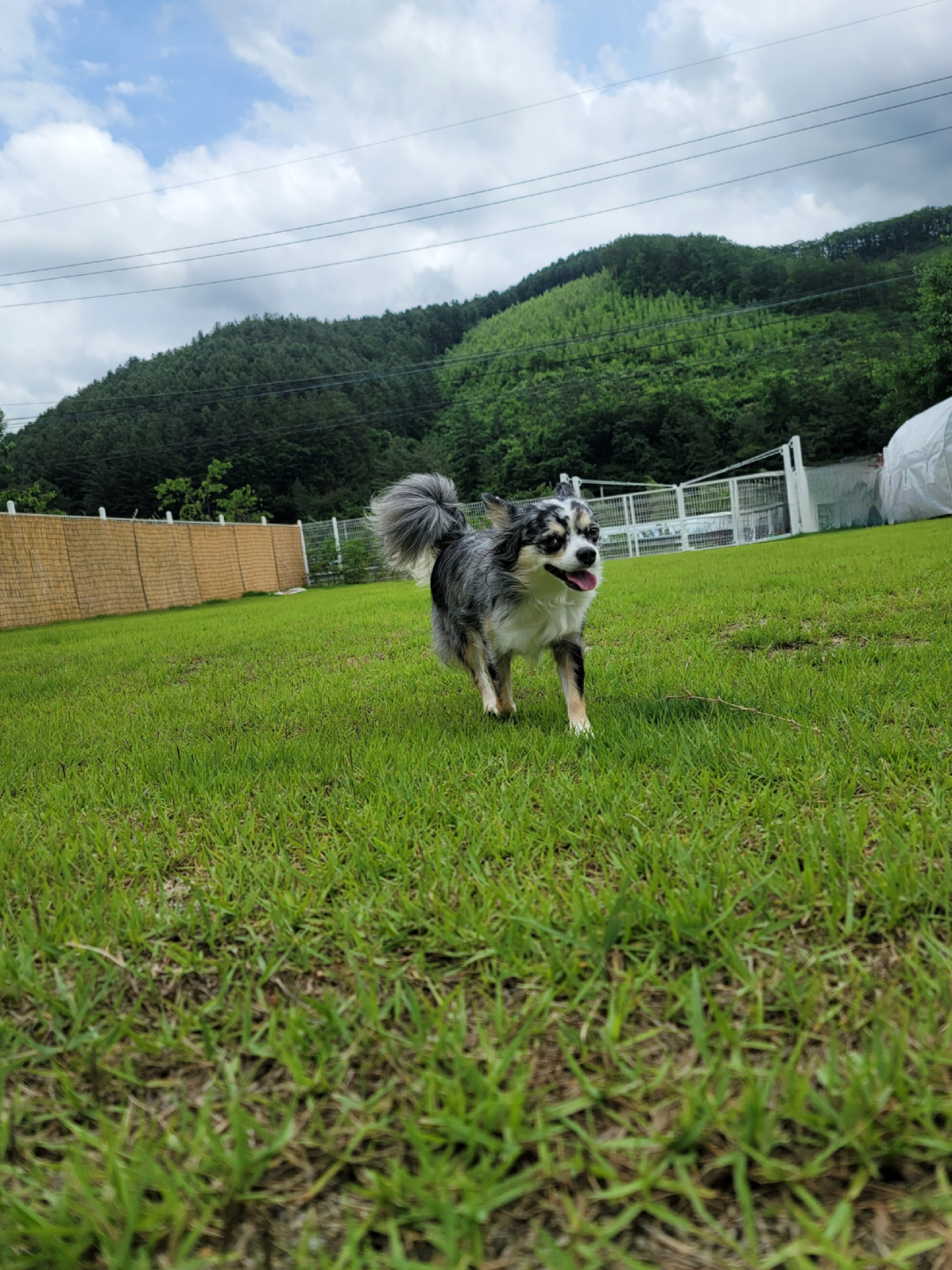 쁘띠소식전해요(평택번식장 모지ㆍ태태자견)