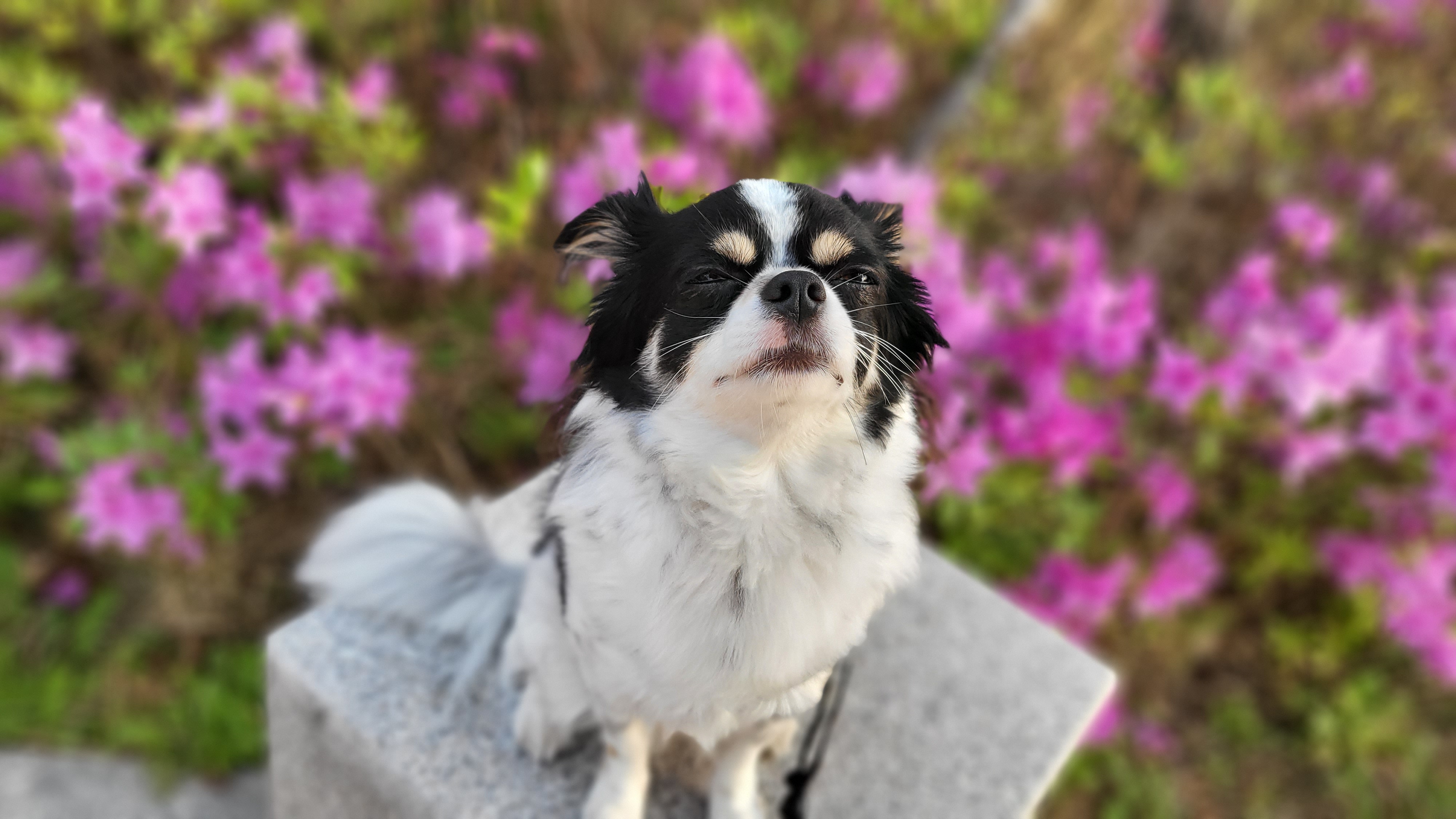 우리집 아기천사 이몬이♡