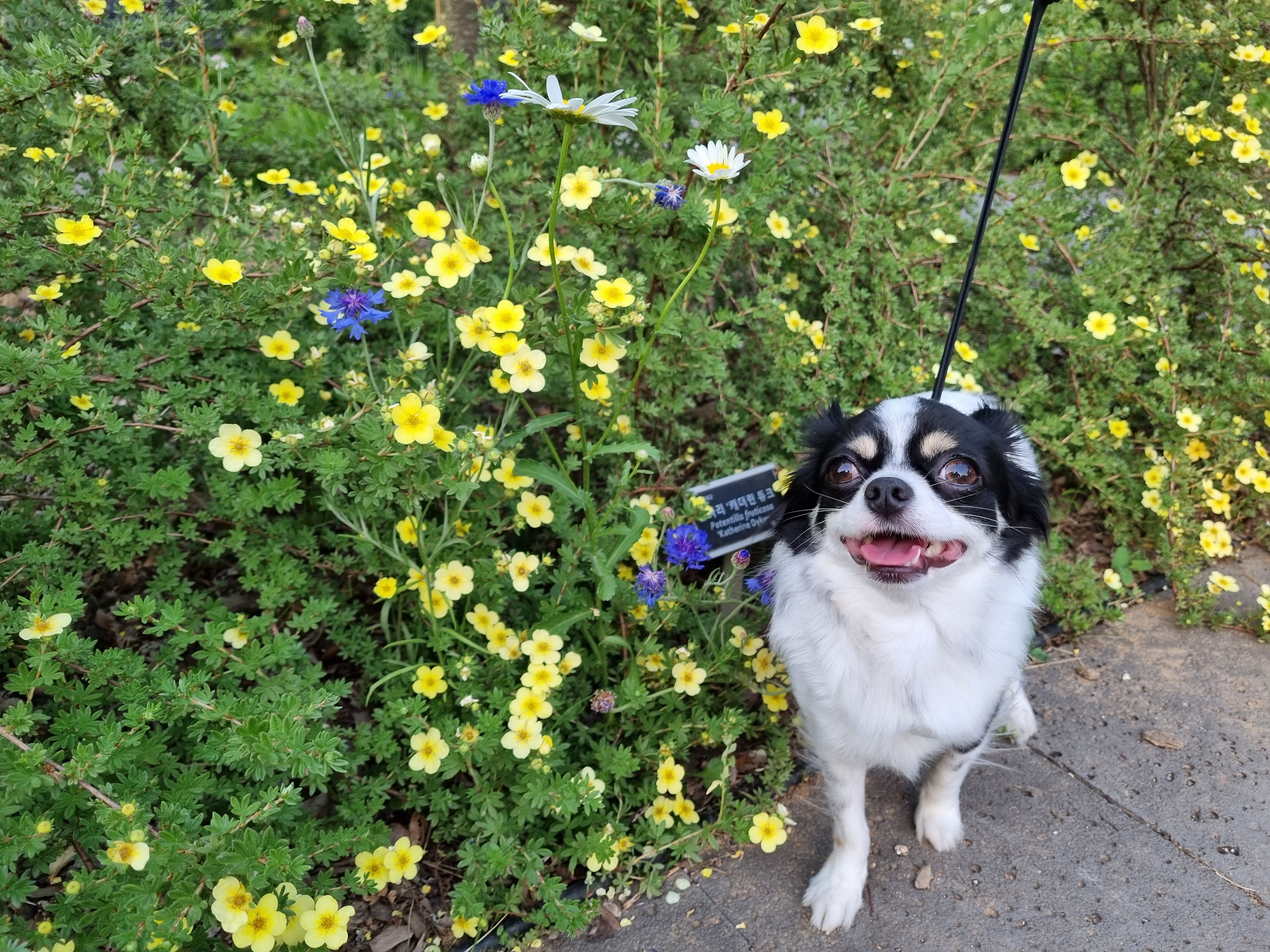 우리집 아기천사 이몬이♡