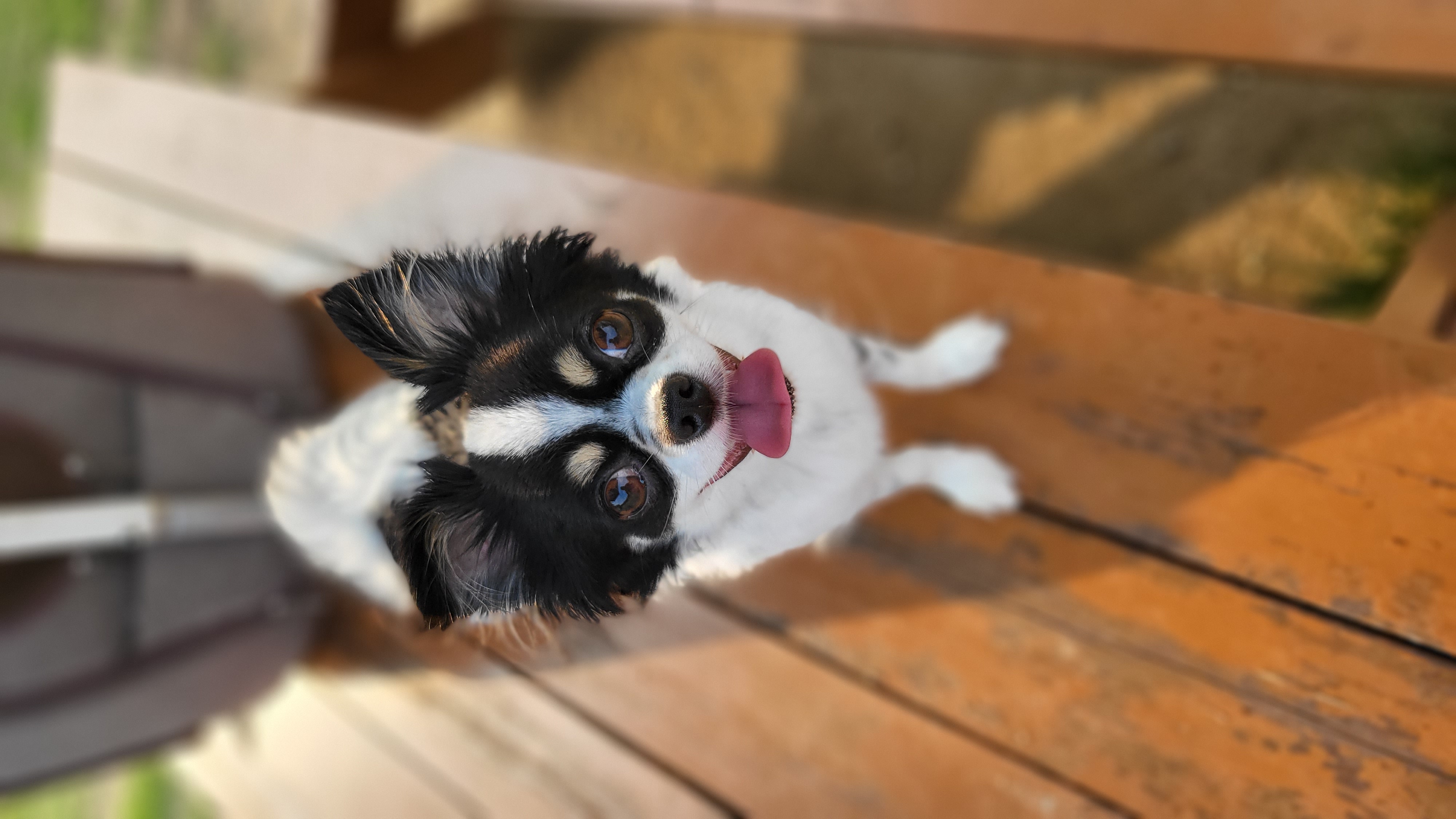 우리집 아기천사 이몬이♡