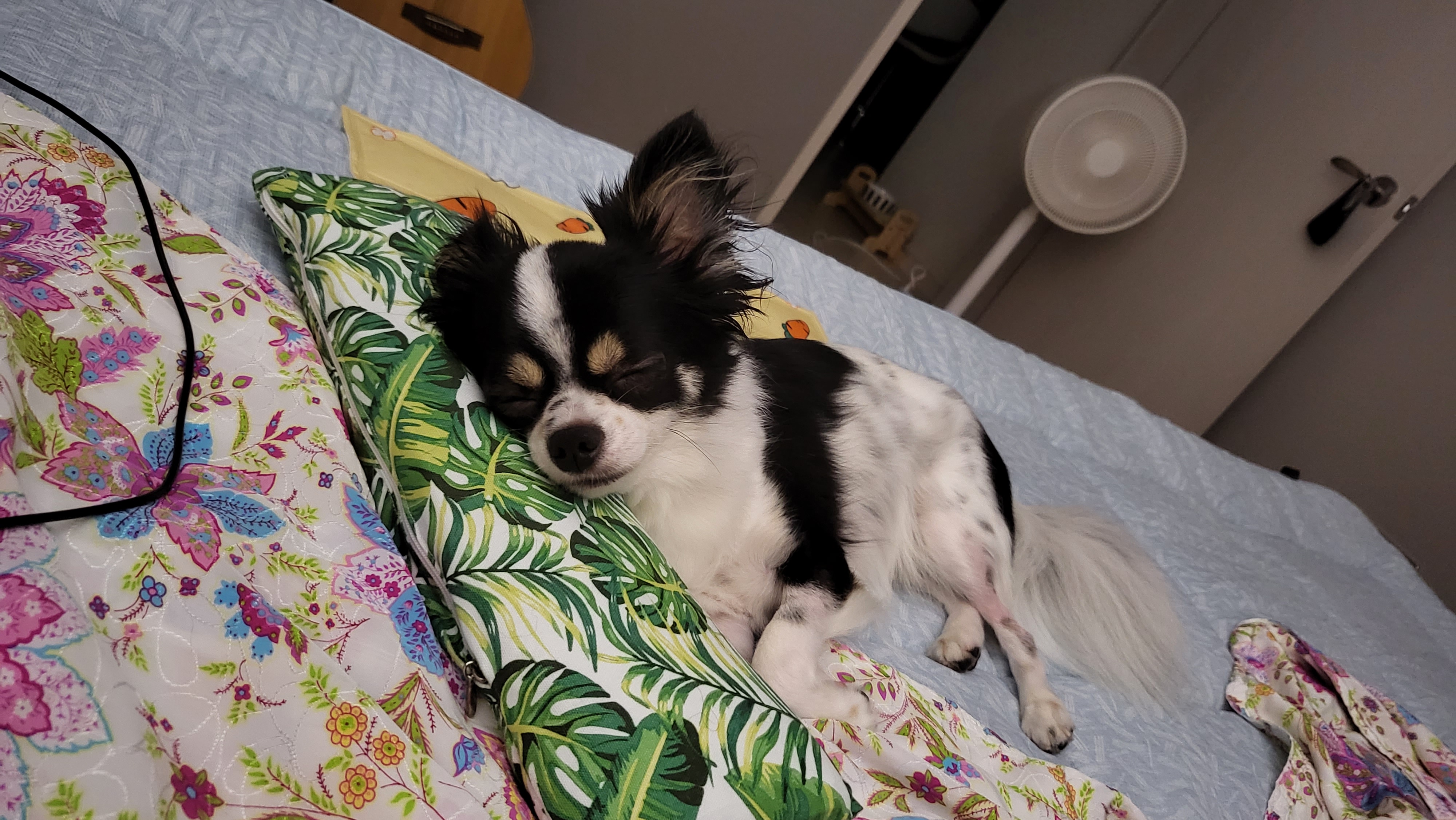 우리집 아기천사 이몬이♡