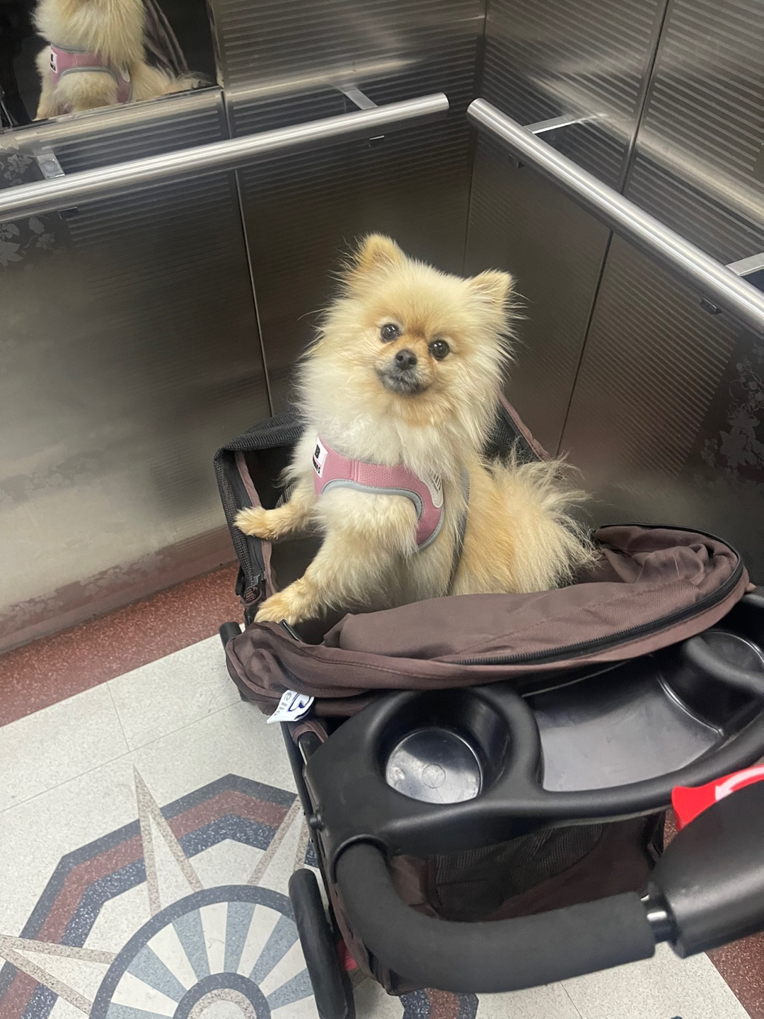 티아나(깍지) 하늘의 별이 되었습니다