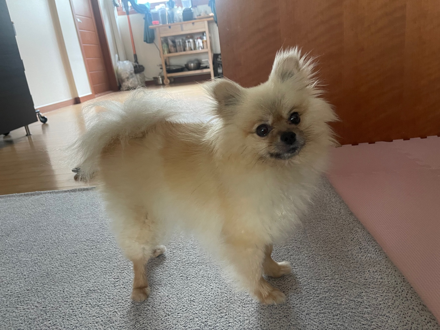 티아나(깍지) 하늘의 별이 되었습니다