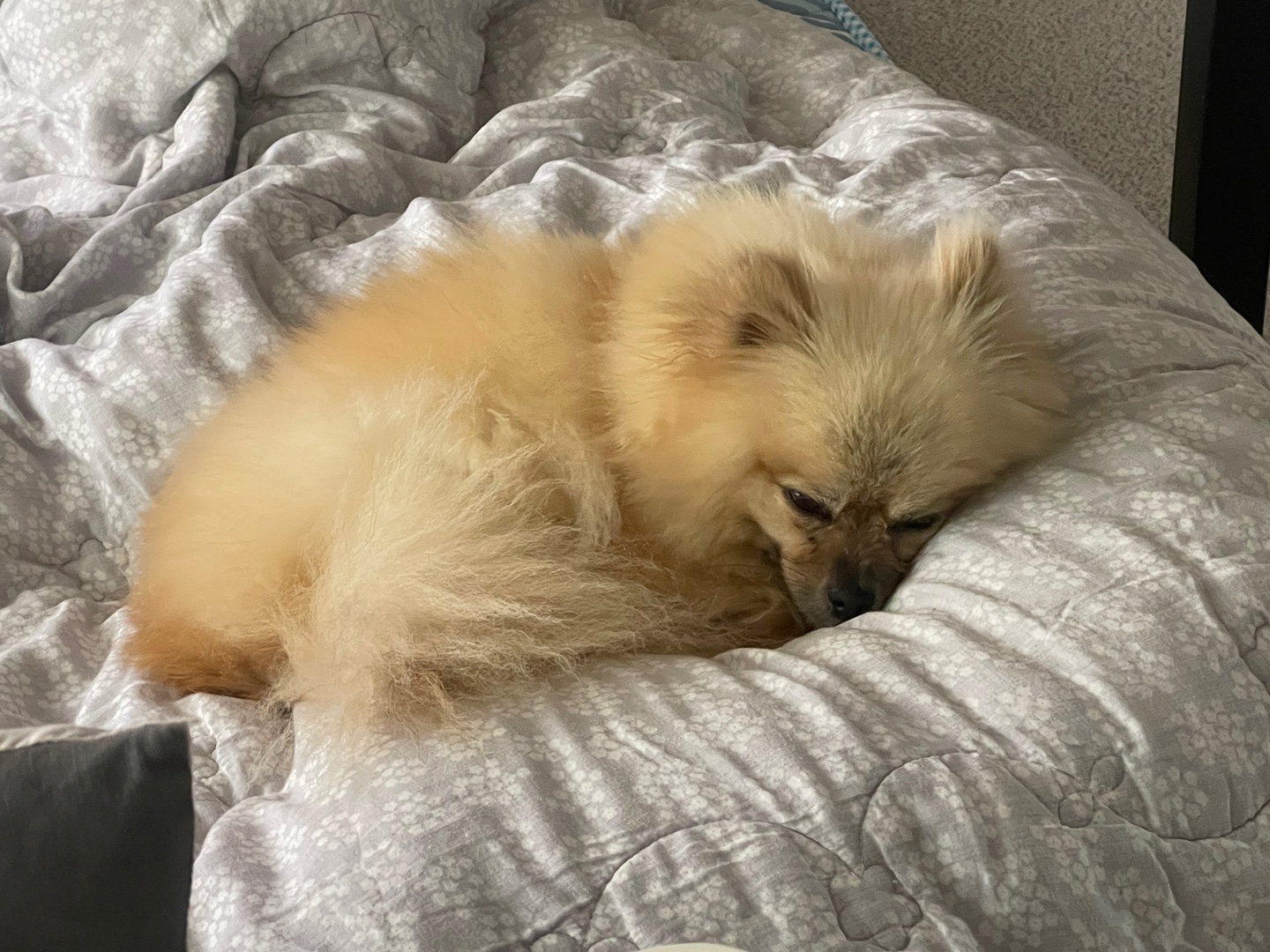 티아나(깍지) 하늘의 별이 되었습니다