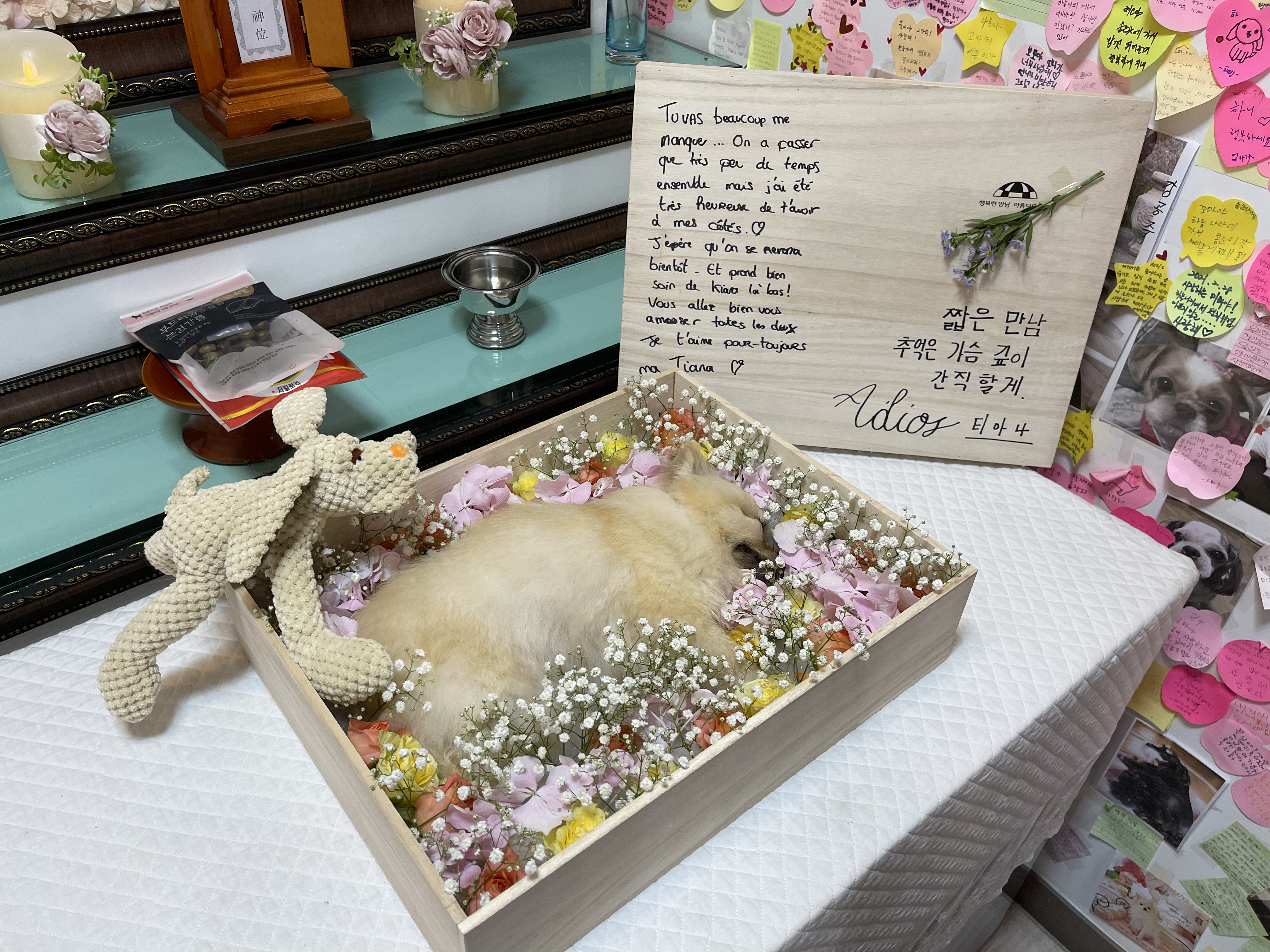 티아나(깍지) 하늘의 별이 되었습니다