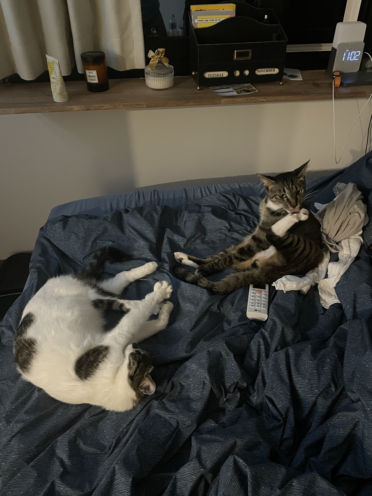 갤럭시 입양 후 3개월 후기