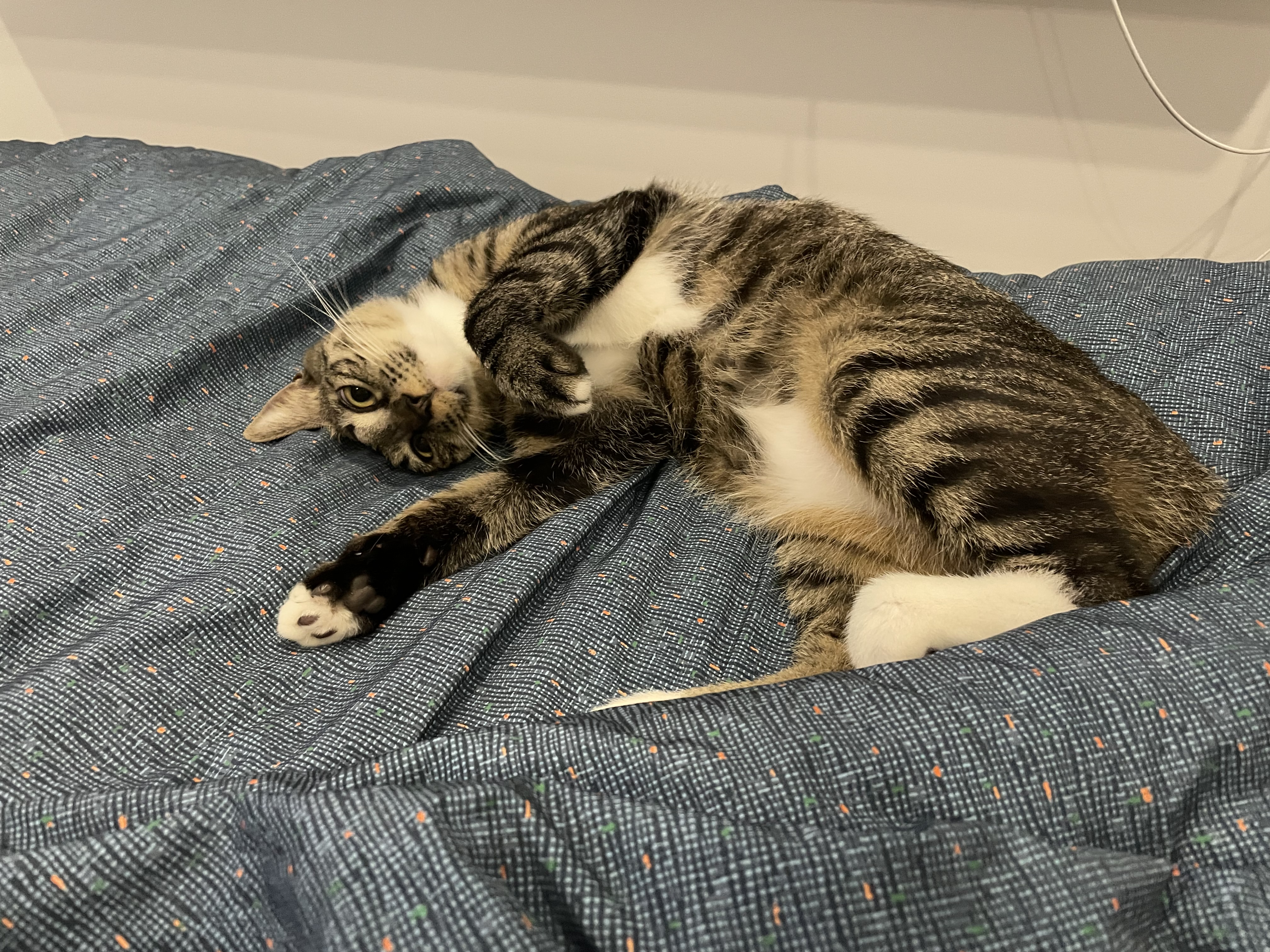 갤럭시 입양 후 3개월 후기