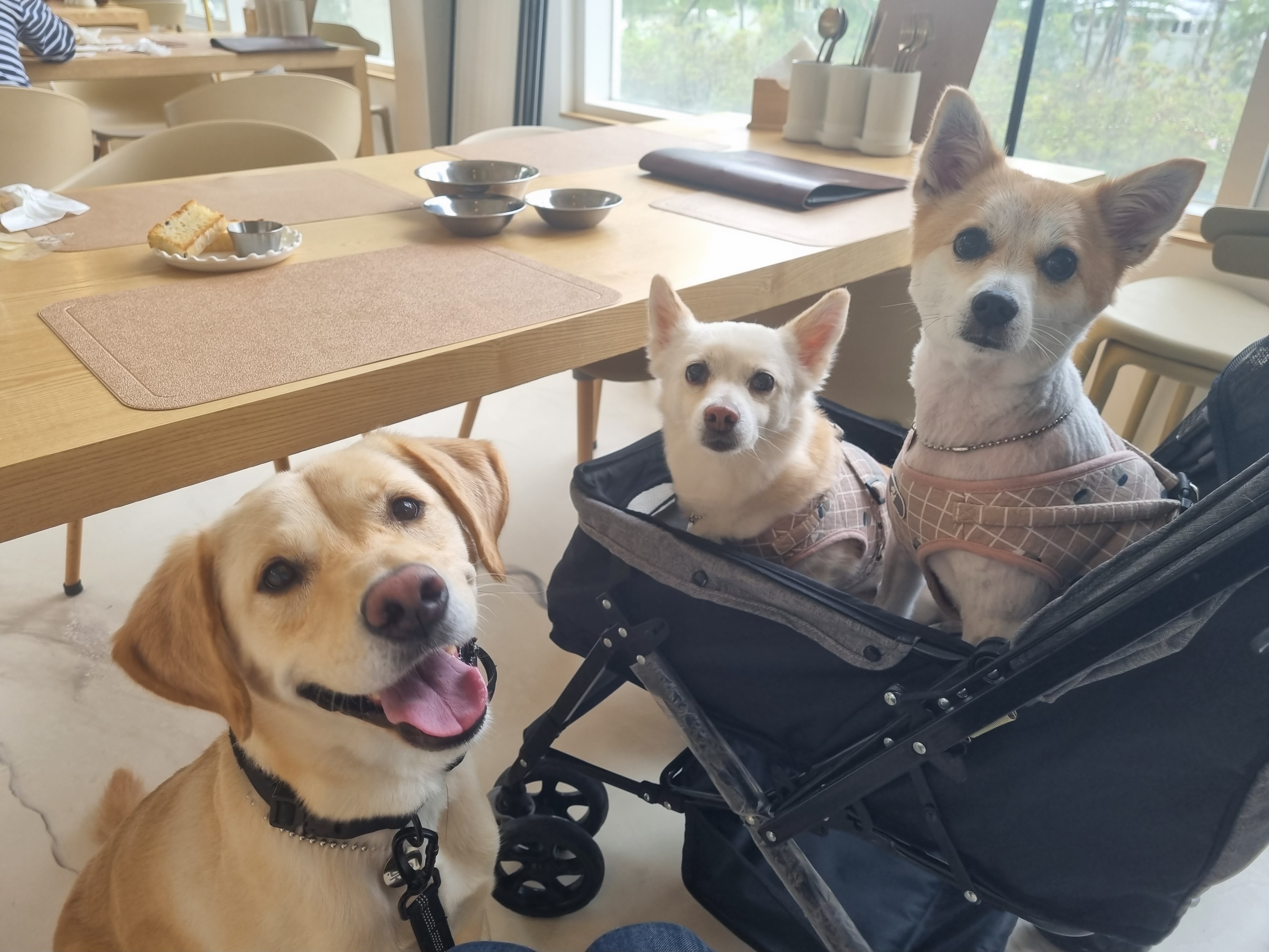 제니(카멜)입양 후기