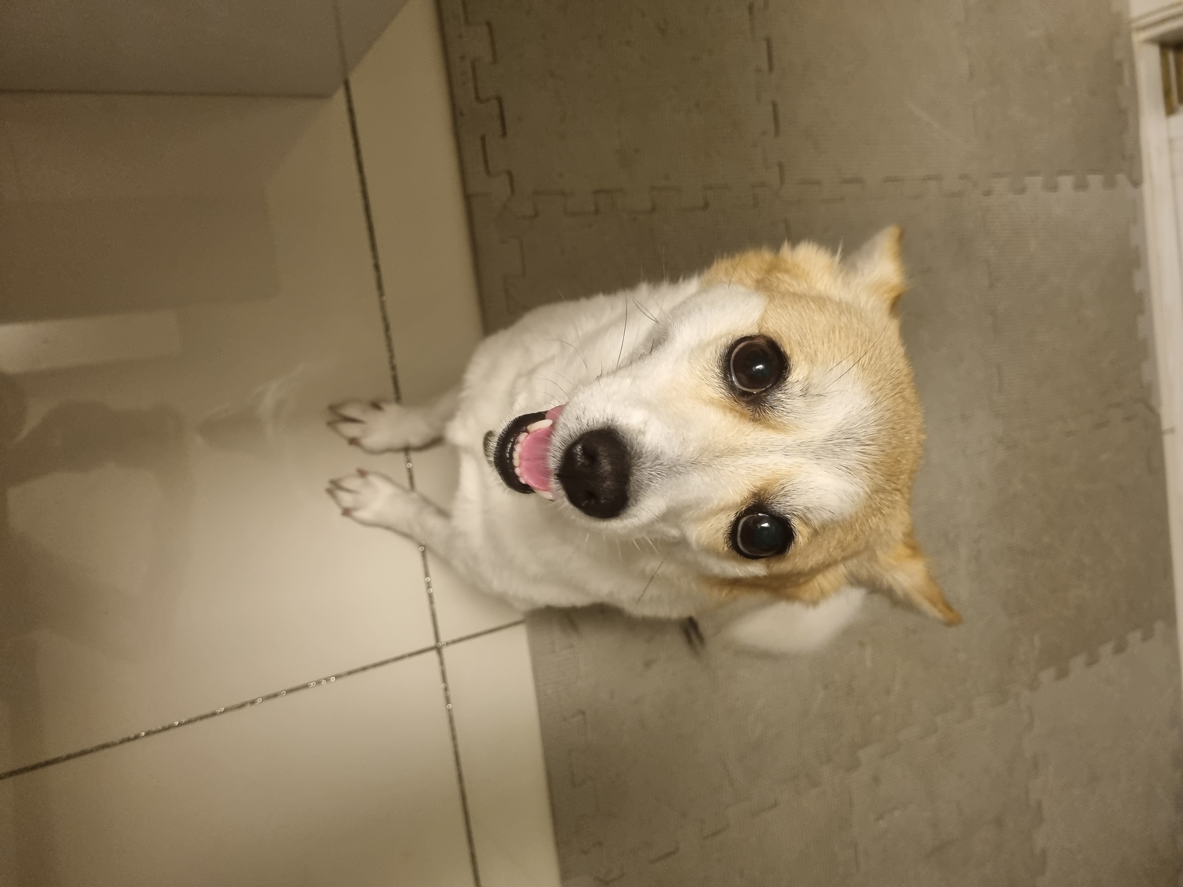 제니(카멜)입양 후기