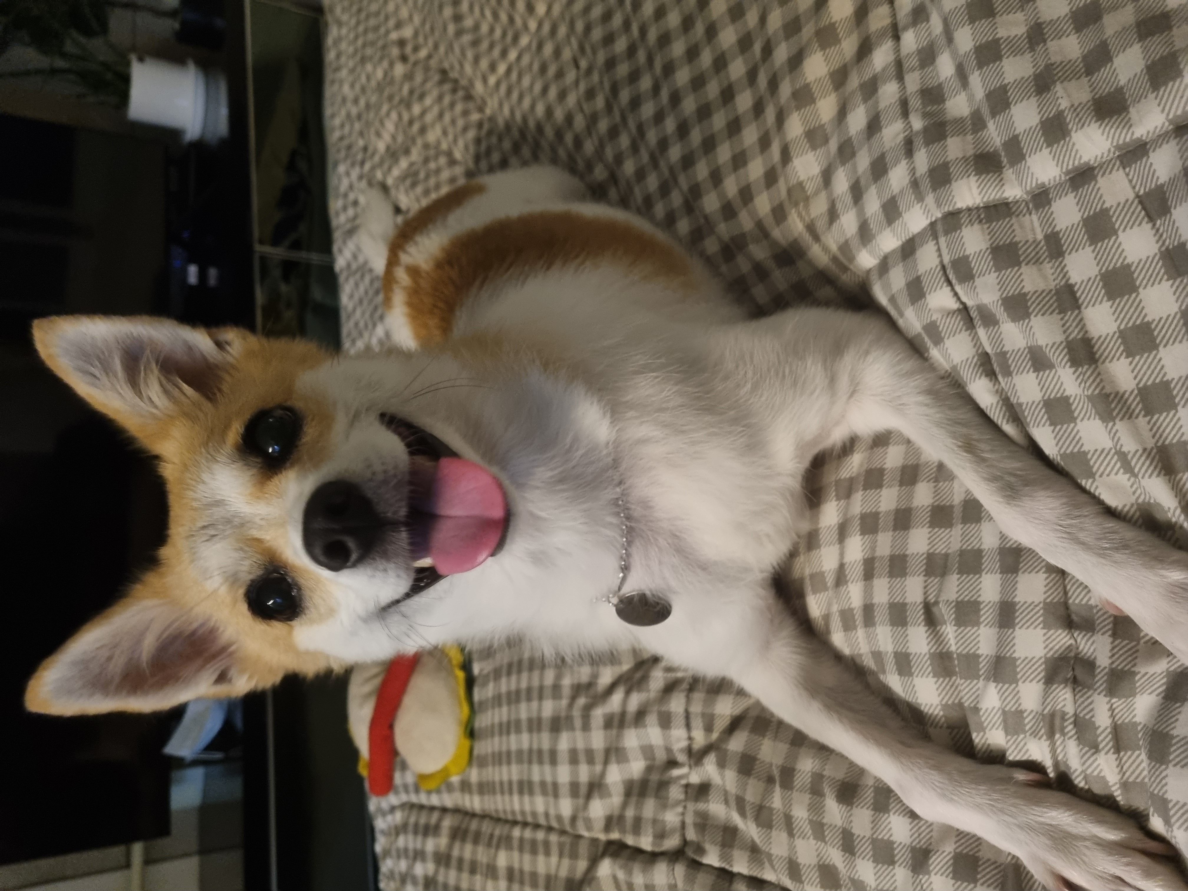 제니(카멜)입양 후기