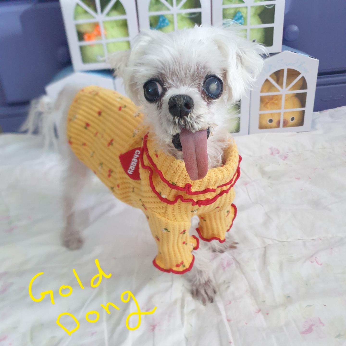 꽃순이 ^o^ 금동이